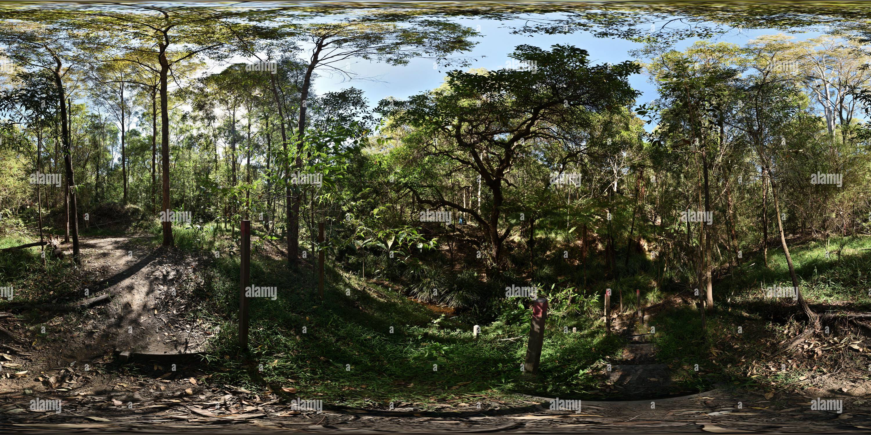 Vue panoramique à 360° de Végétation luxuriante, piquets et marches de plantation, herbes et fougères arboricoles sur les rives de Perrin Creek, réhabilitation de Bush, Seven Hills, Brisbane