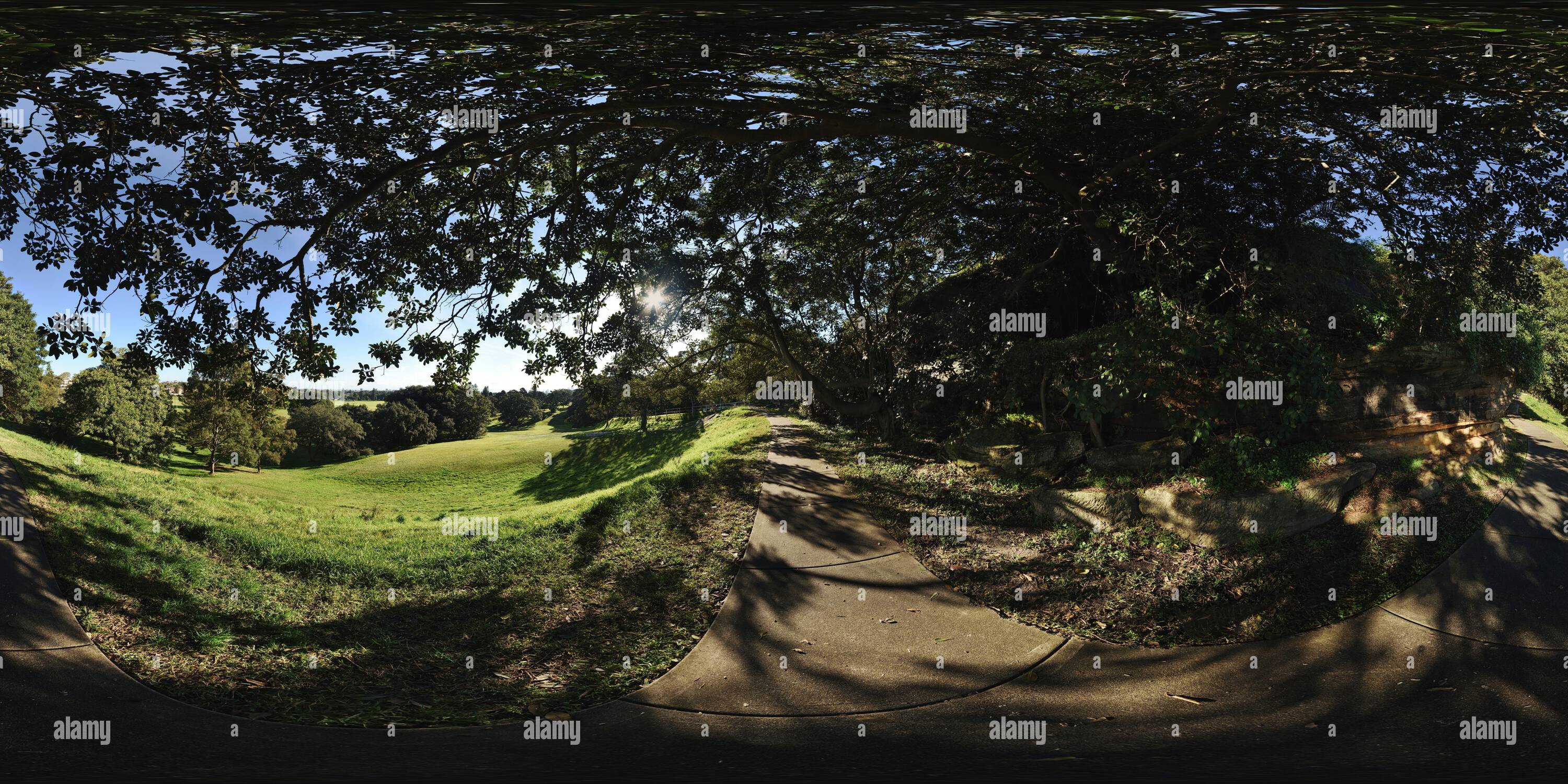 Vue panoramique à 360° de Ficus rubiginosa, Port Jackson figuier poussant à partir de la promenade Cliff-face, panorama à 360° de Queen’s Park.