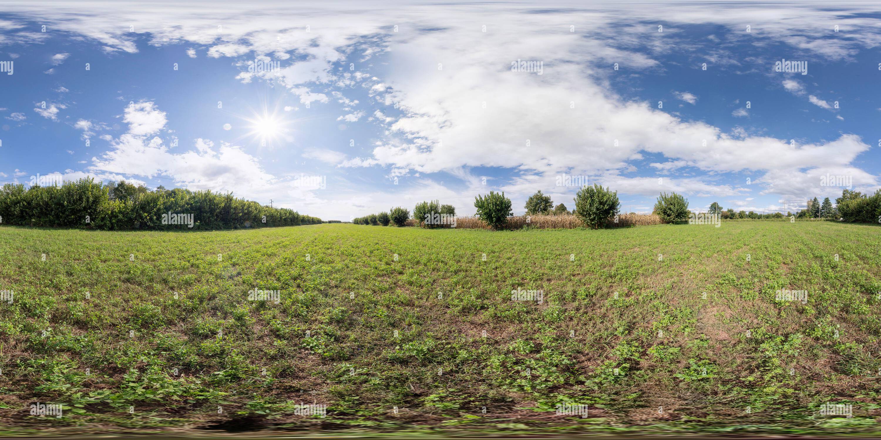 Vue panoramique à 360° de 360 photo VR de quelques mûriers dans le pays en automne