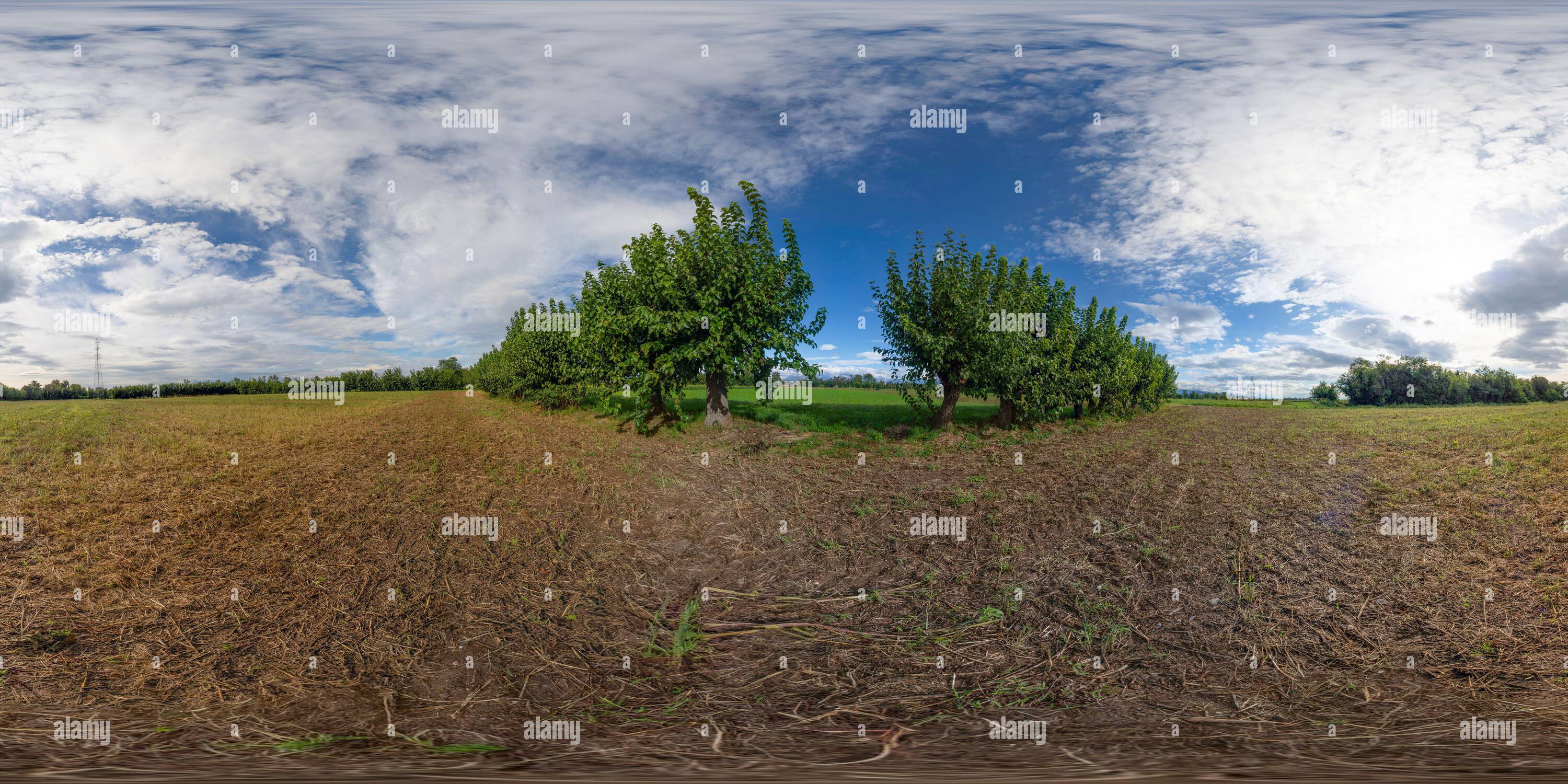 Vue panoramique à 360° de 360 photo VR de quelques mûriers dans le pays en automne