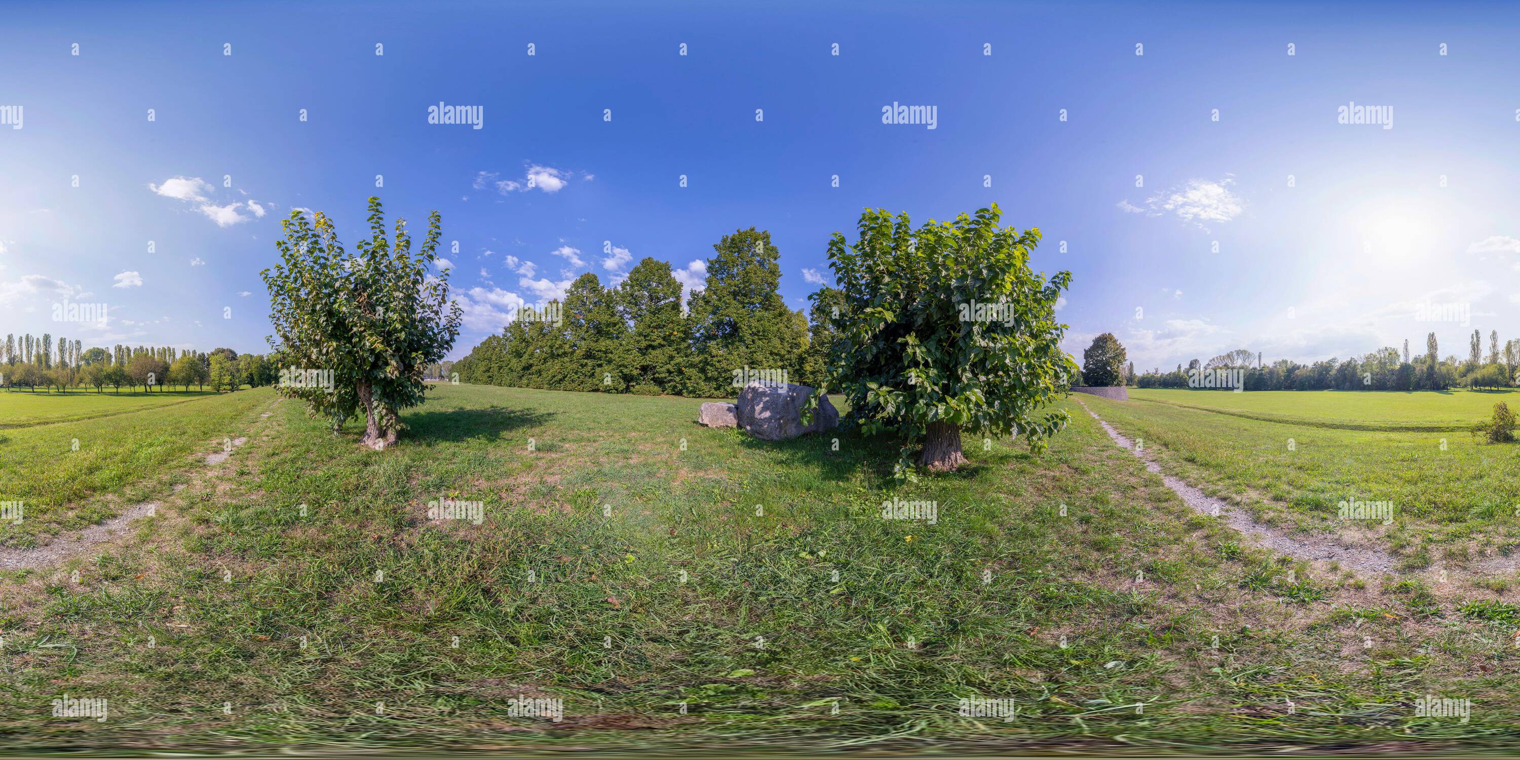 Vue panoramique à 360° de 360 photo VR de quelques mûriers dans le pays en automne