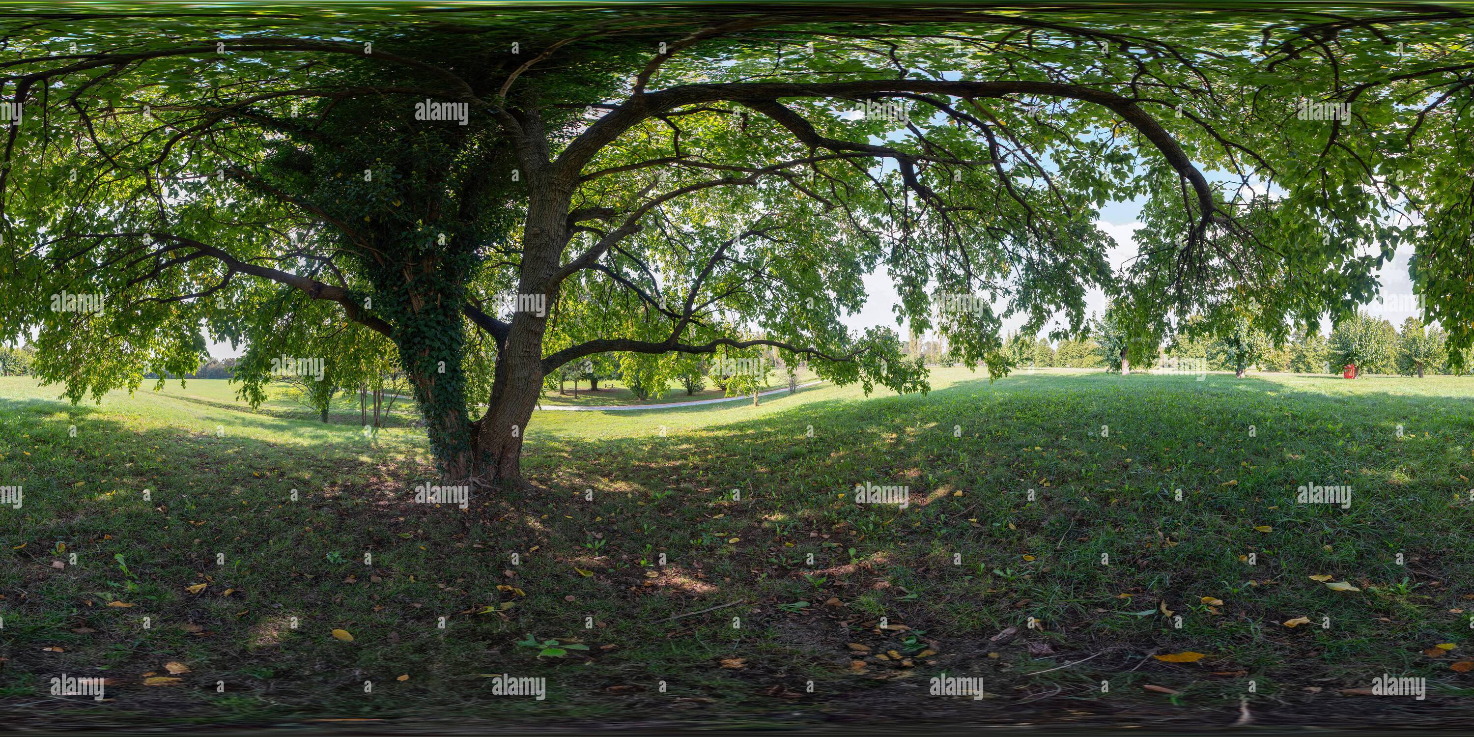 Vue panoramique à 360° de 360 photo VR de quelques mûriers dans le pays en automne