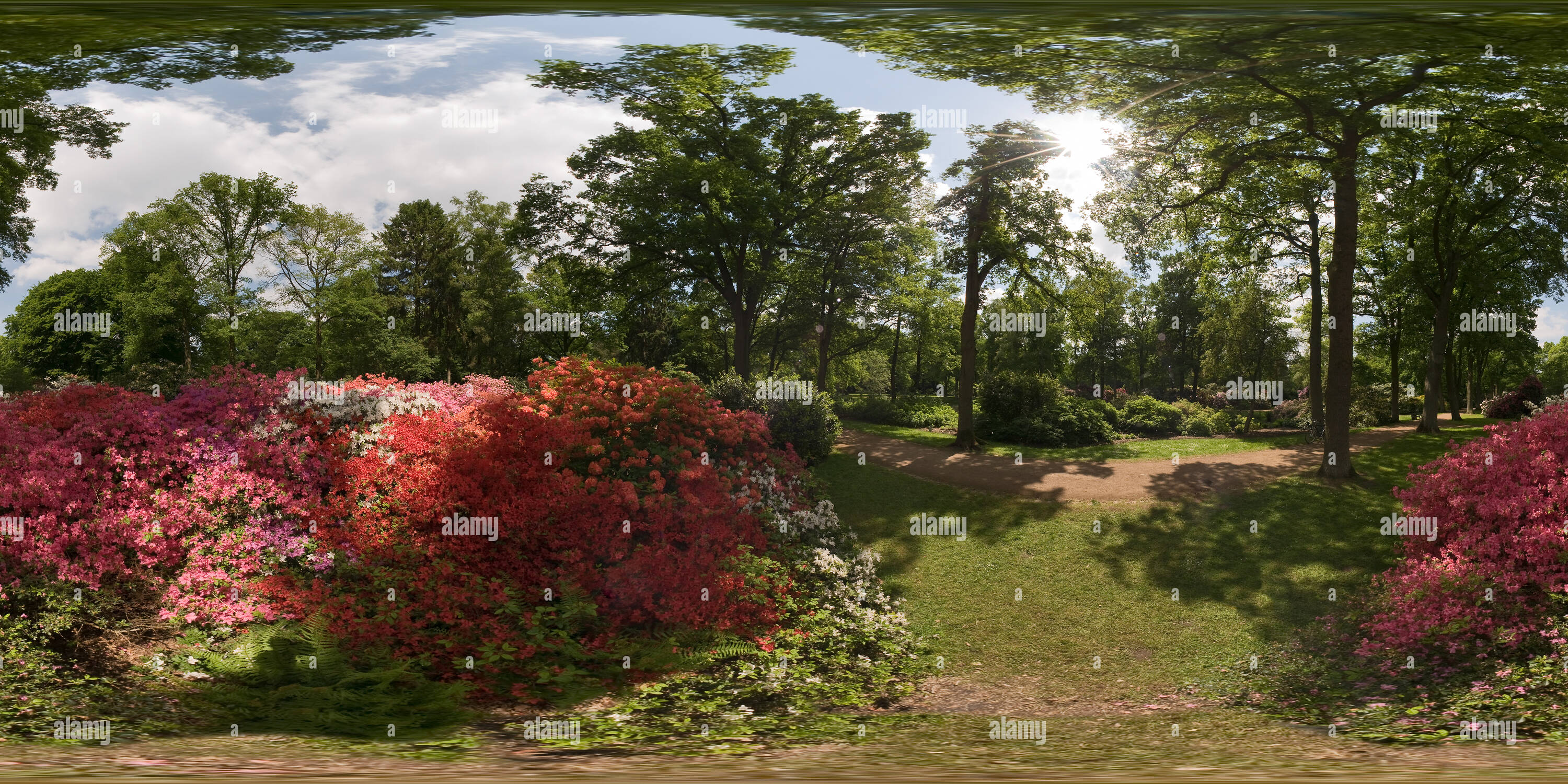 Vue panoramique à 360° de Parc des rhododendrons en fleur pleine