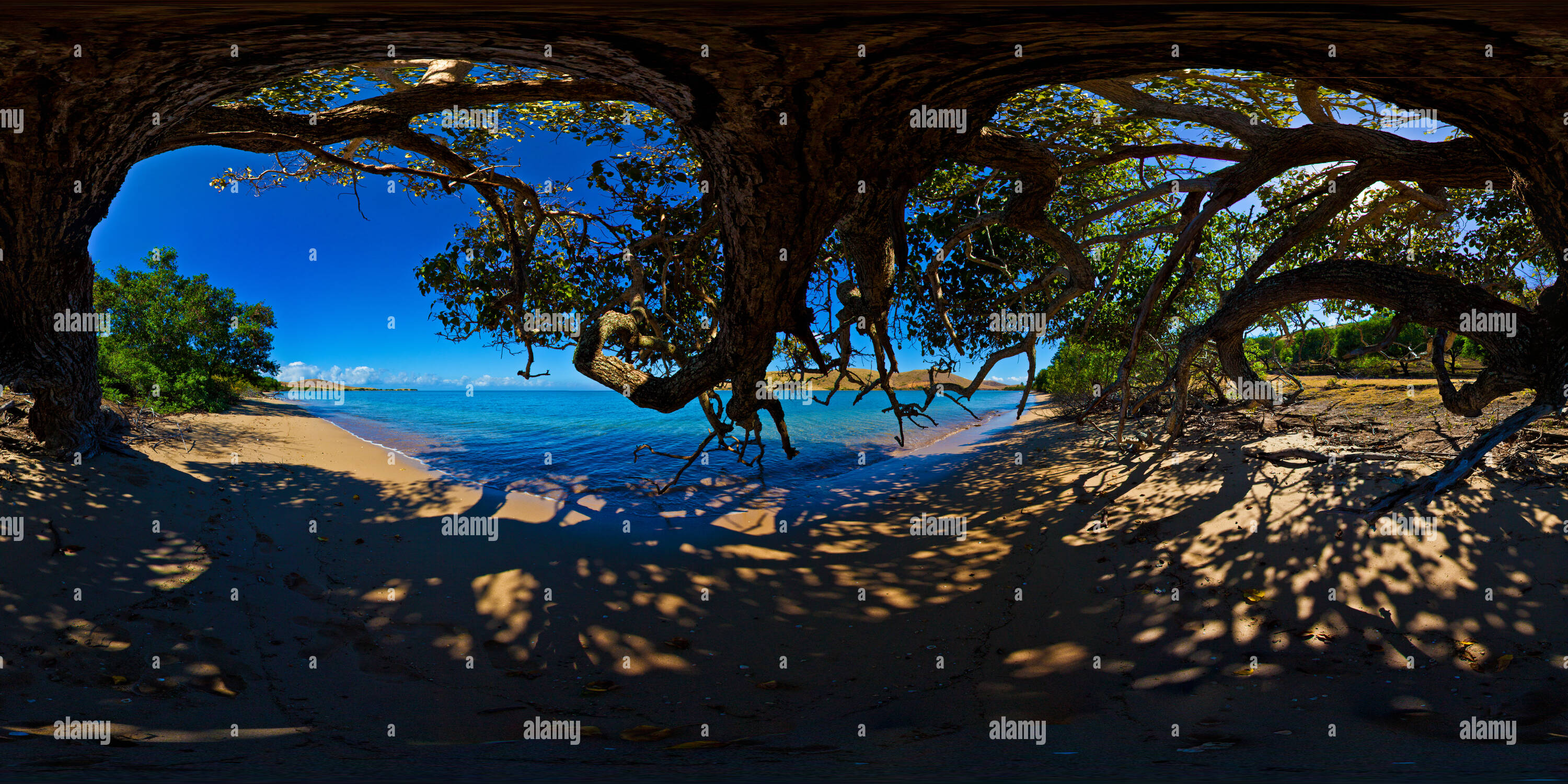 Vue panoramique à 360° de Sous un arbre à marée basse