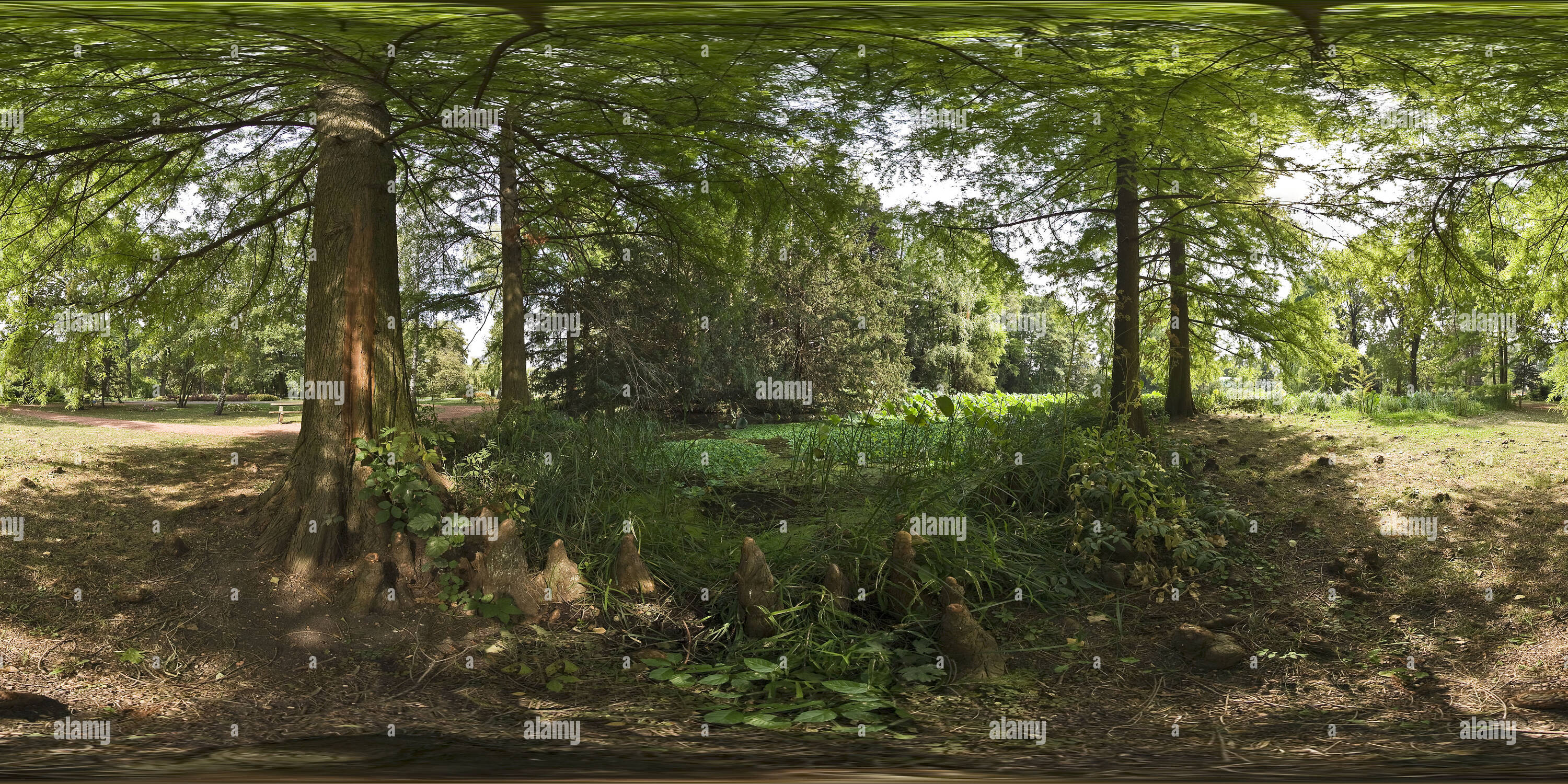 Vue panoramique à 360° de Marais de cèdre