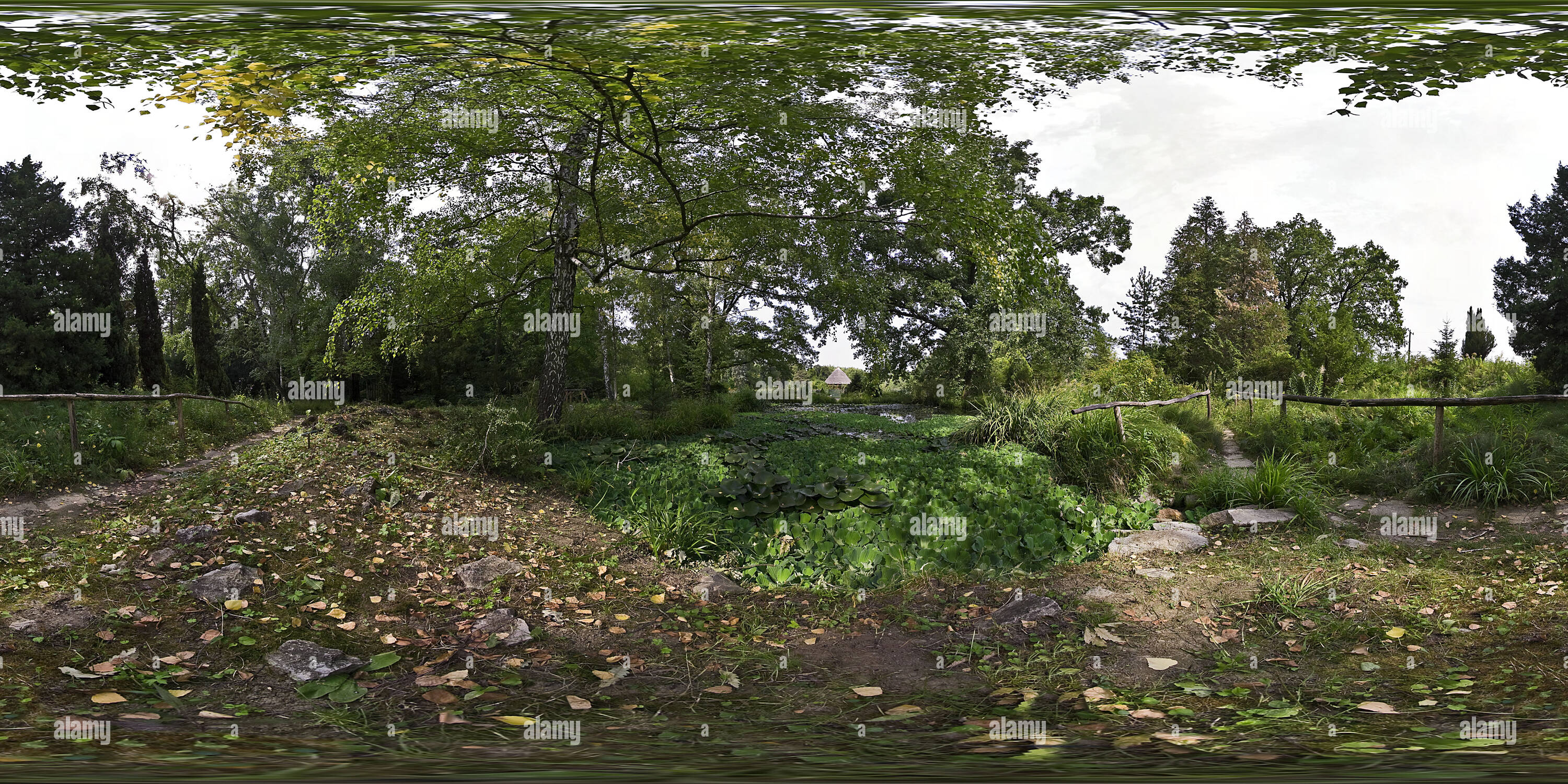 Vue panoramique à 360° de Grenouille et nénuphar peu marsh