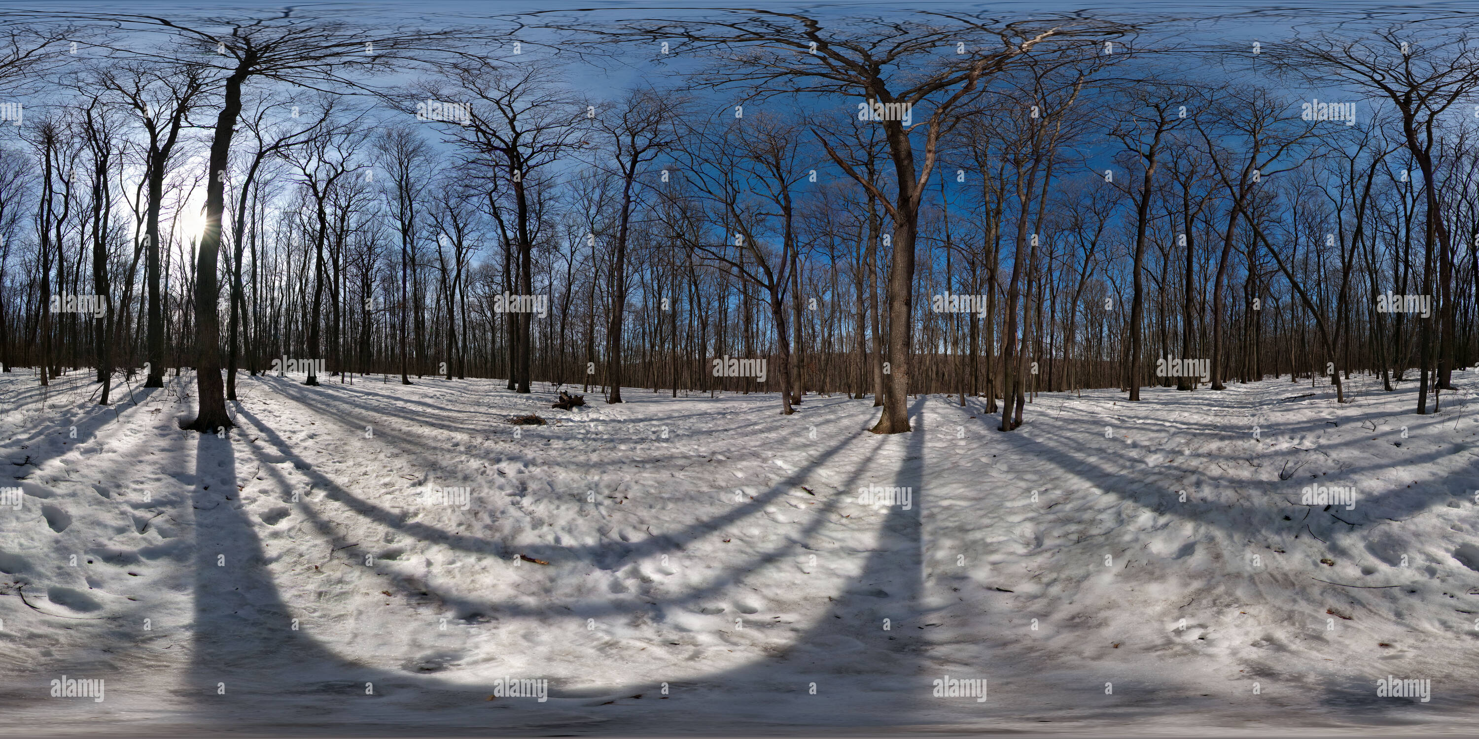 Vue panoramique à 360° de Au début du printemps dans la forêt