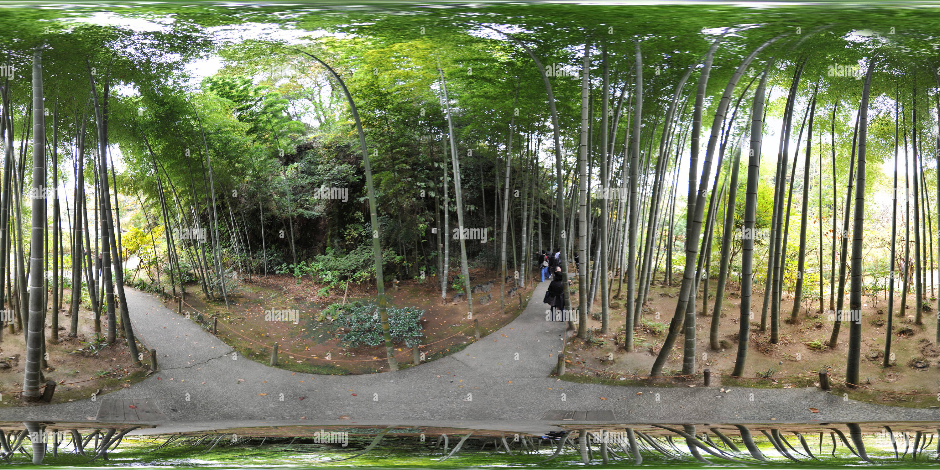 Vue panoramique à 360° de Les bambous dans le Meigetsu-in, Kamakura