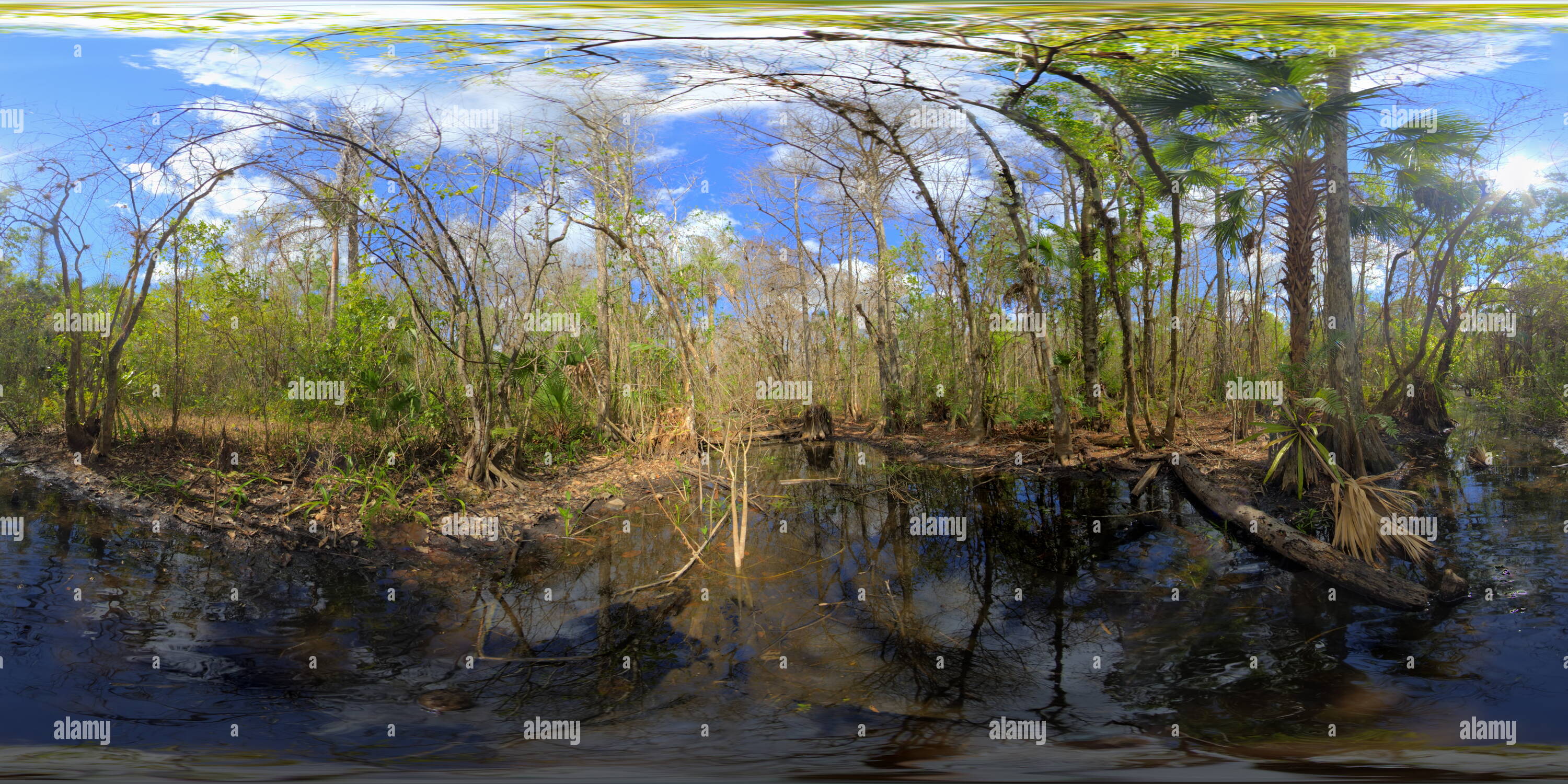 Vue panoramique à 360° de Fakahatchee Strand 1