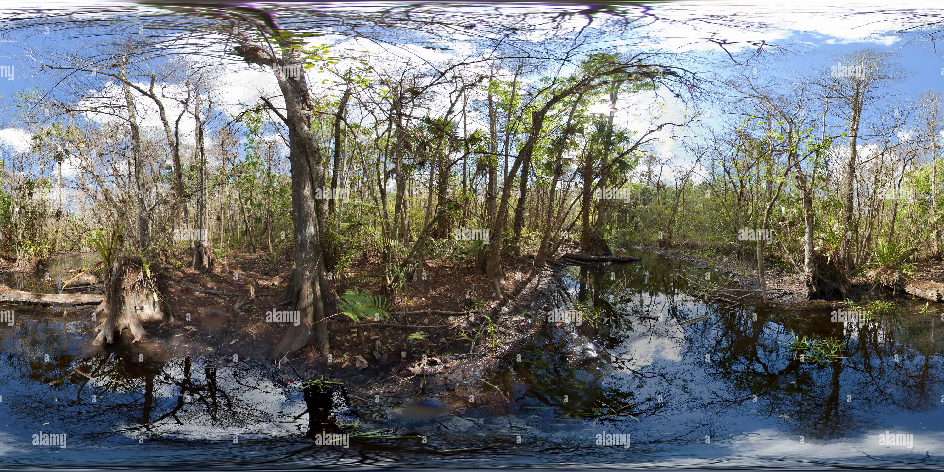 Vue panoramique à 360° de Fakahatchee Strand 2