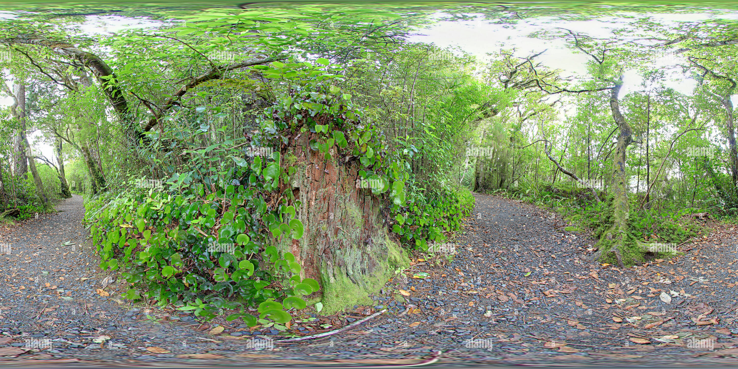Vue panoramique à 360° de Feuilles Lac Rotopounamu