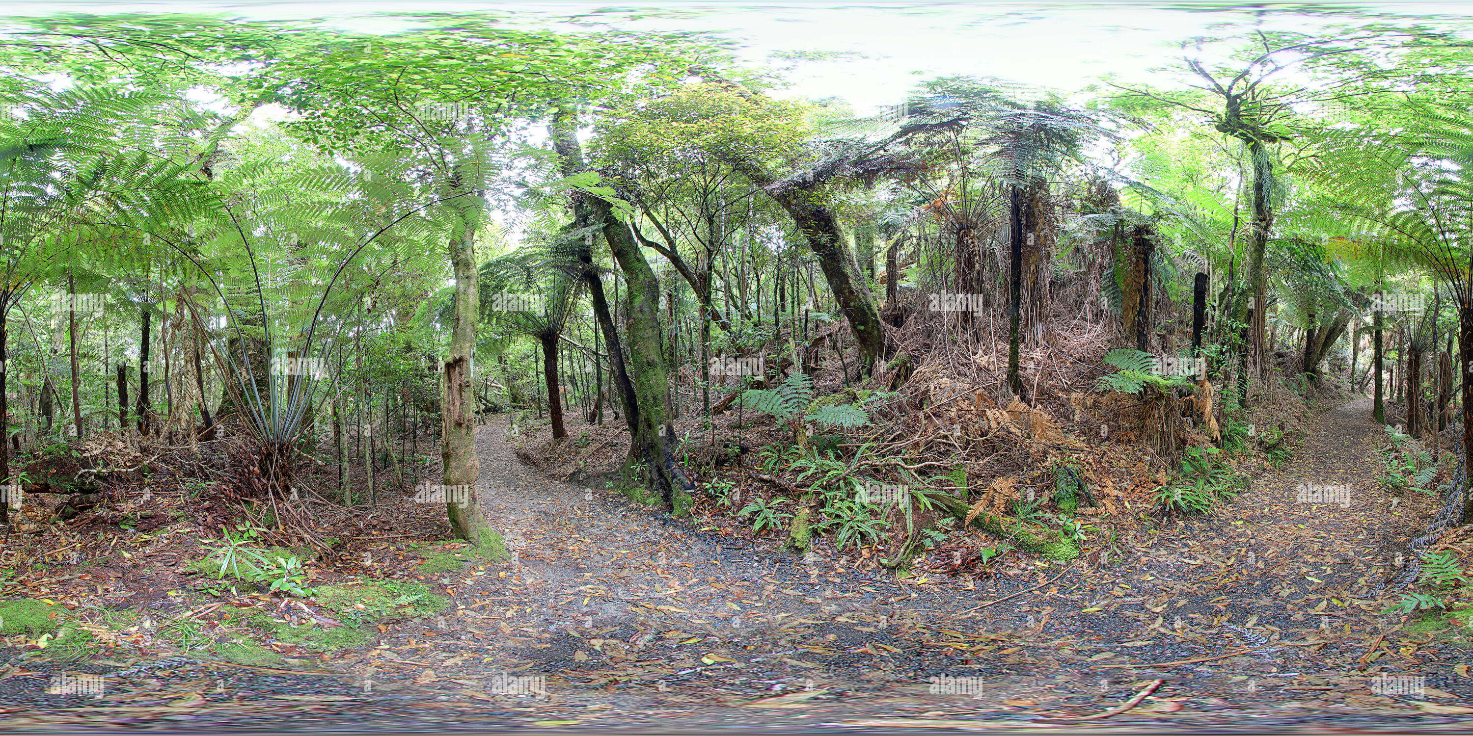 Vue panoramique à 360° de Lac Rotopounamu Fougères