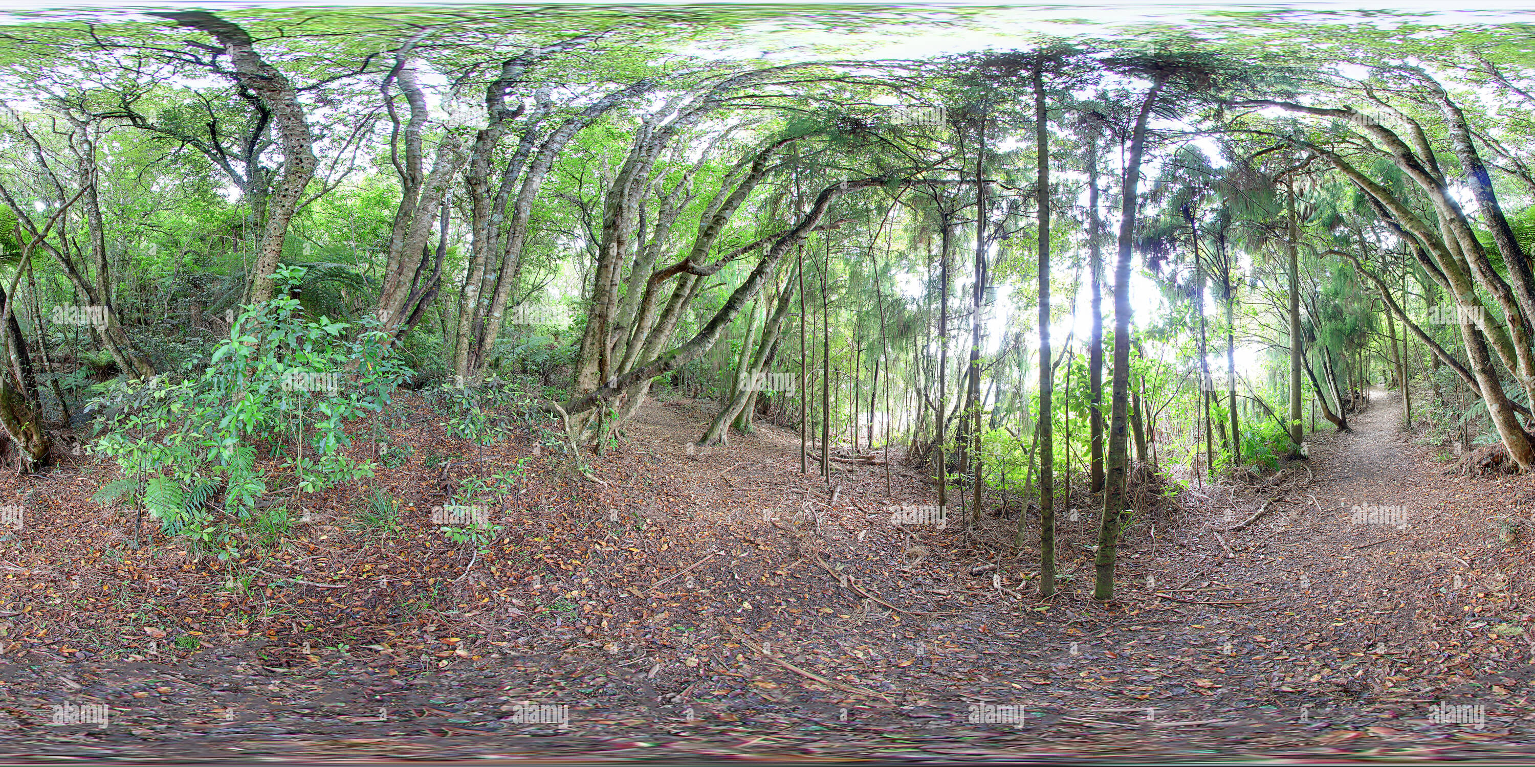 Vue panoramique à 360° de Forêt du lac Rotopounamu