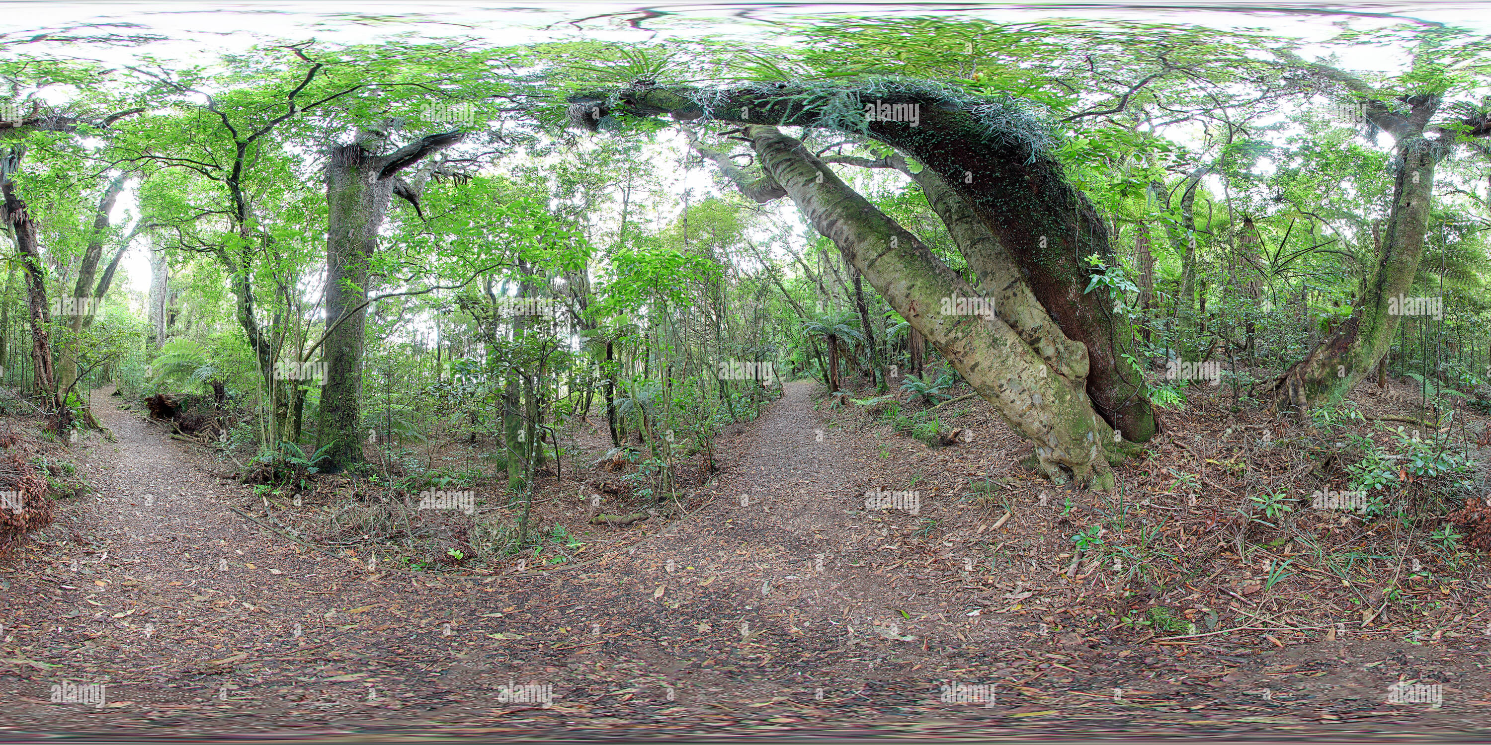 Vue panoramique à 360° de D'Arbres indigènes du lac Rotopounamu