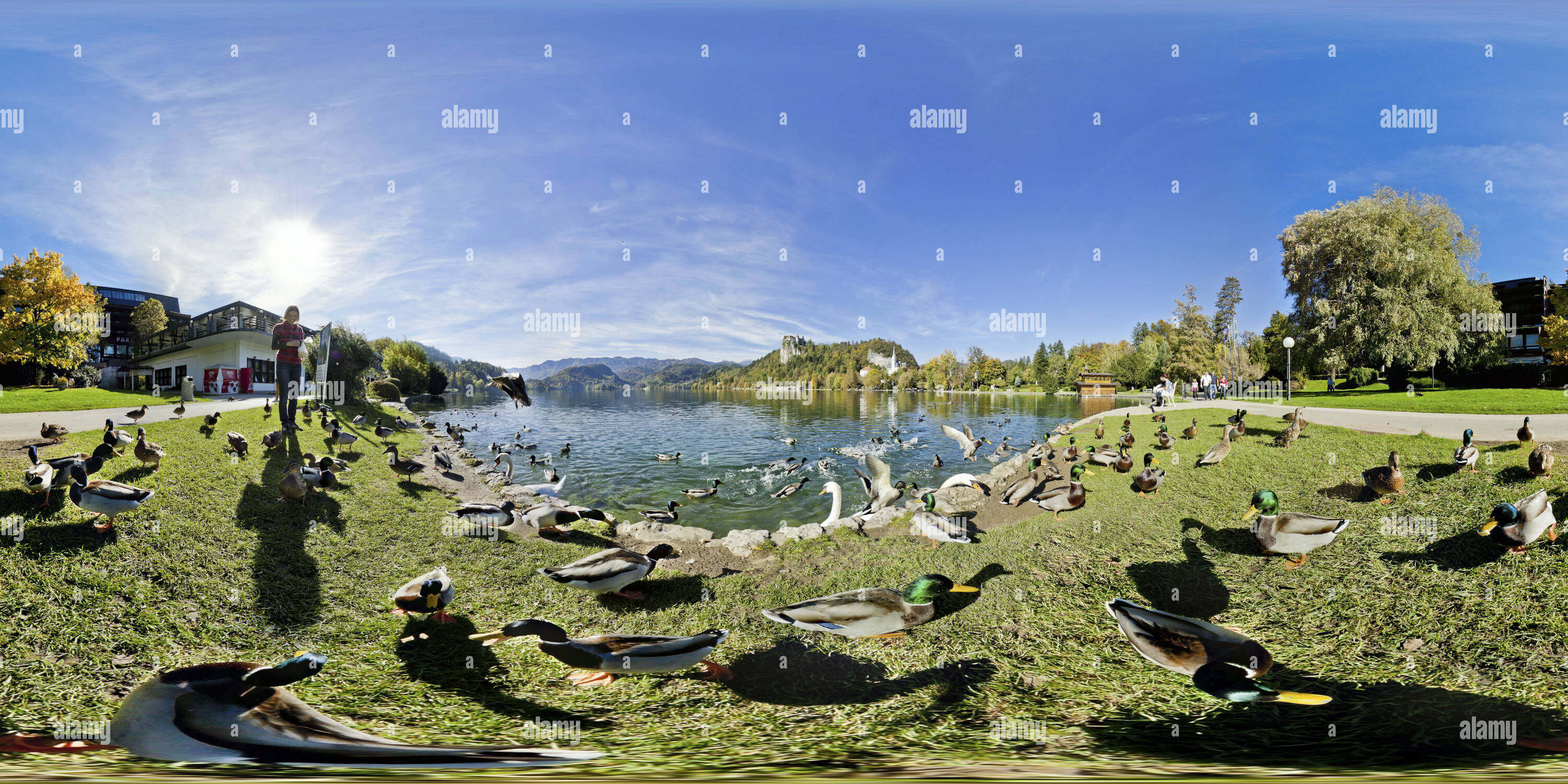 Vue panoramique à 360° de L'alimentation des canards et cygnes au lac de Bled