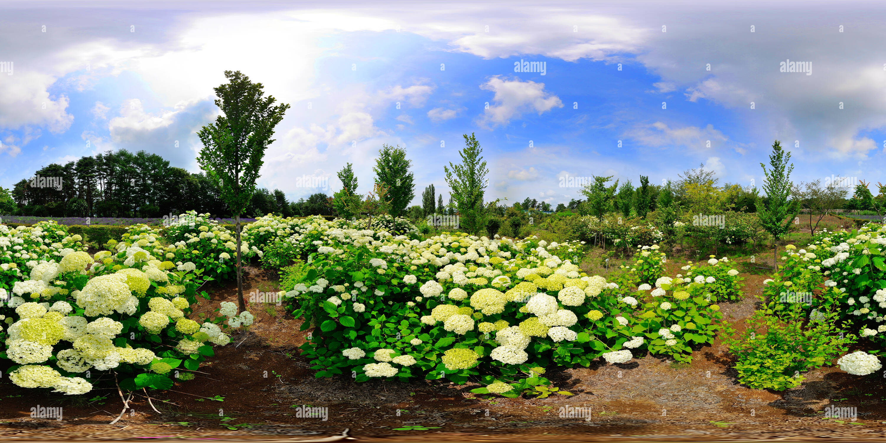 Vue panoramique à 360° de Hydrangea 'annabelle'