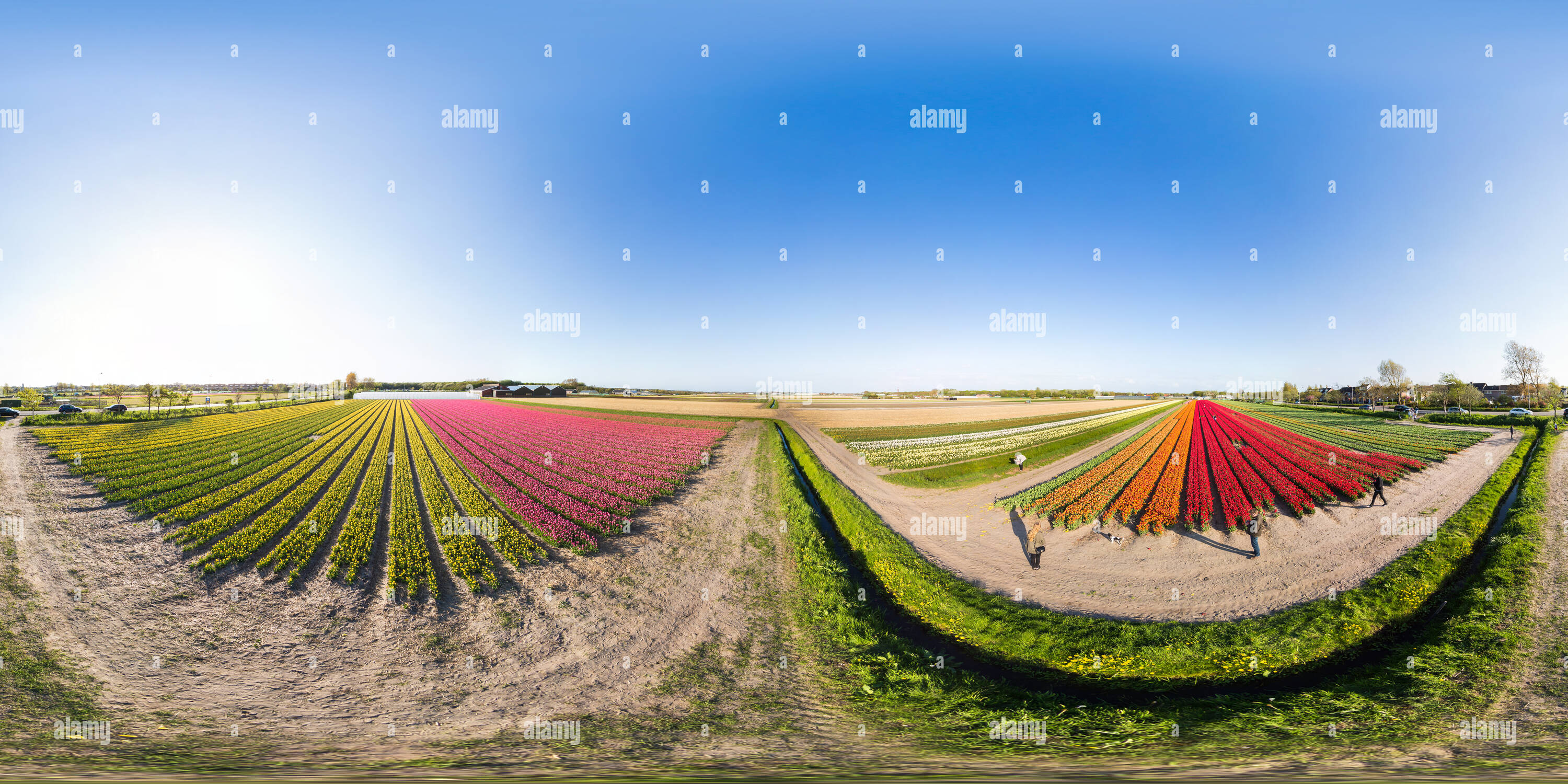 Vue panoramique à 360° de Champ de tulipes colorées à Noordwijk