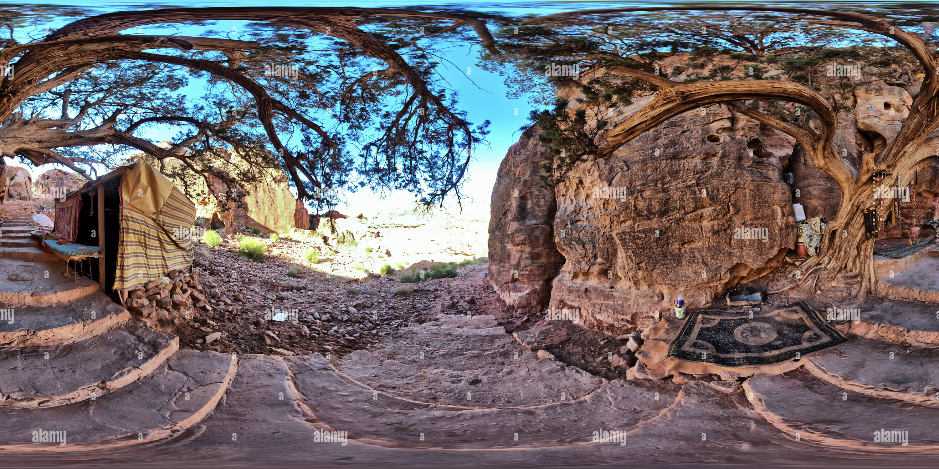 Vue panoramique à 360° de Vieil arbre sur les étapes au haut lieu du Sacrifice à Petra, Jordanie