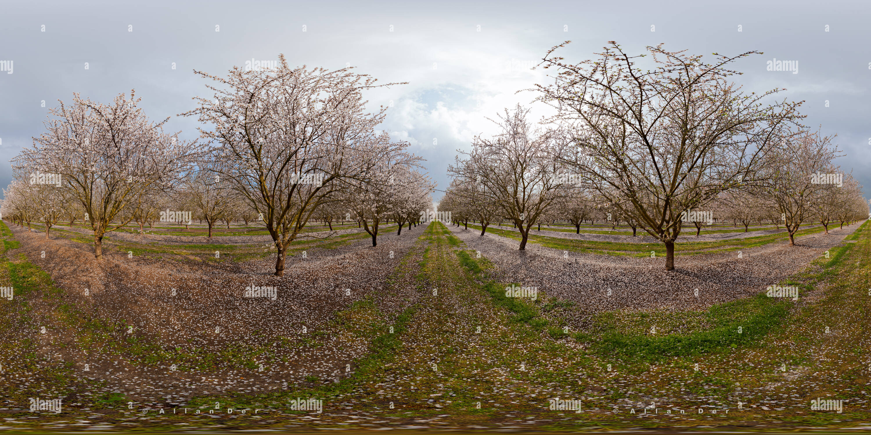 Vue panoramique à 360° de La sécheresse, le climat et l'agriculture, l'Amande Orchard à Central Valley
