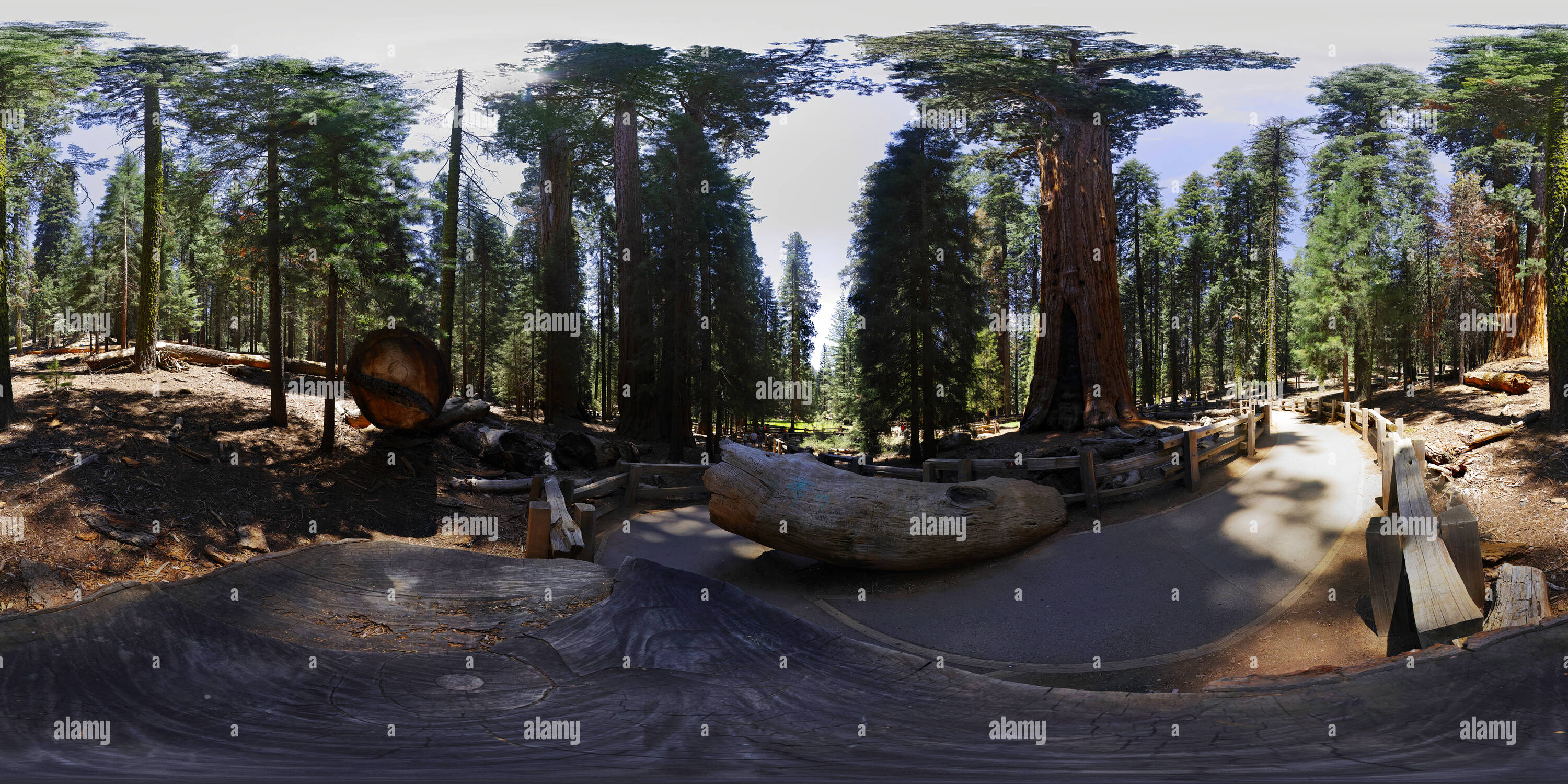 Vue panoramique à 360° de General Sherman Tree, Sequoia National Park