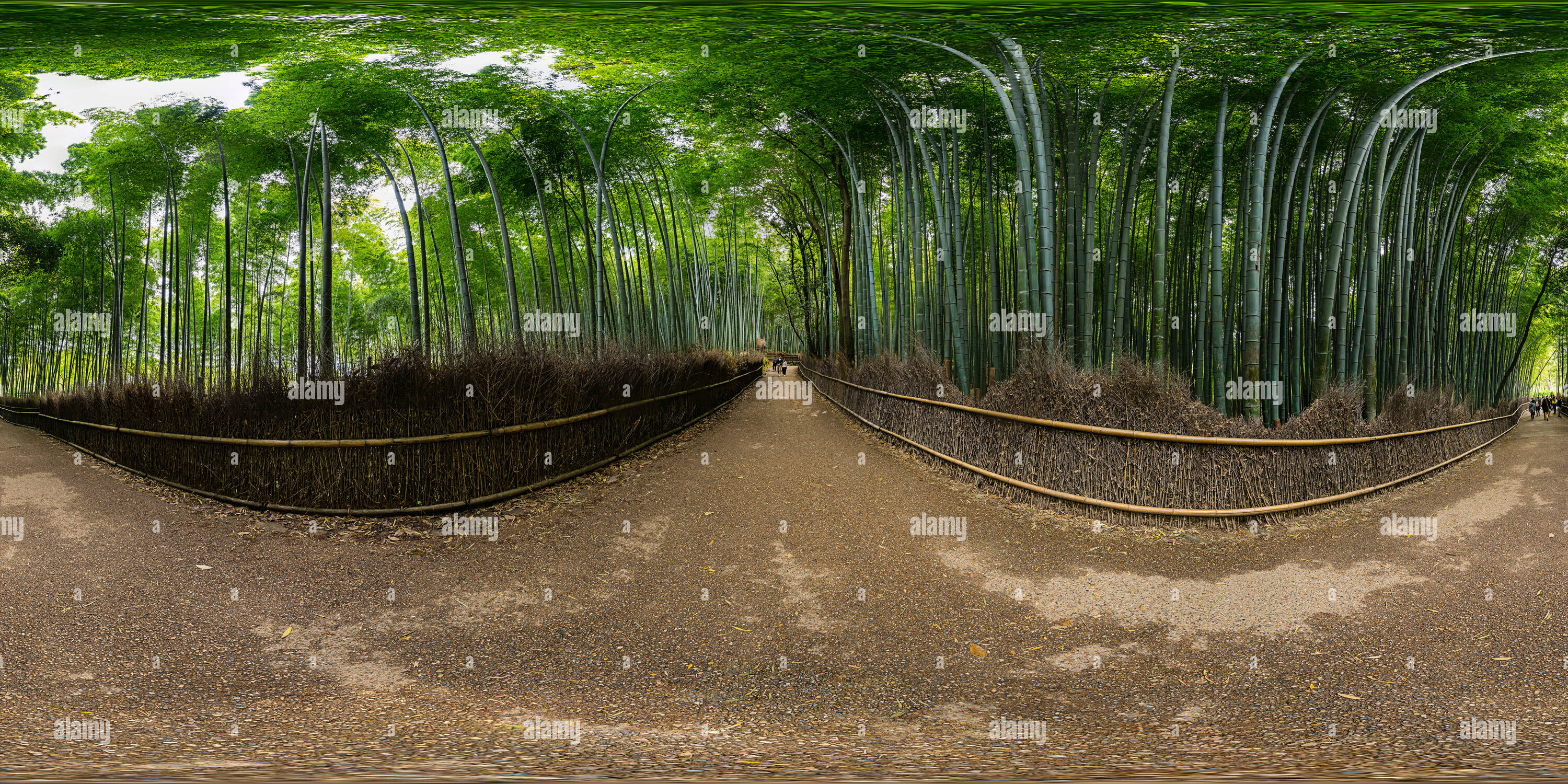 Vue panoramique à 360° de Forêt de bambous à Kyoto