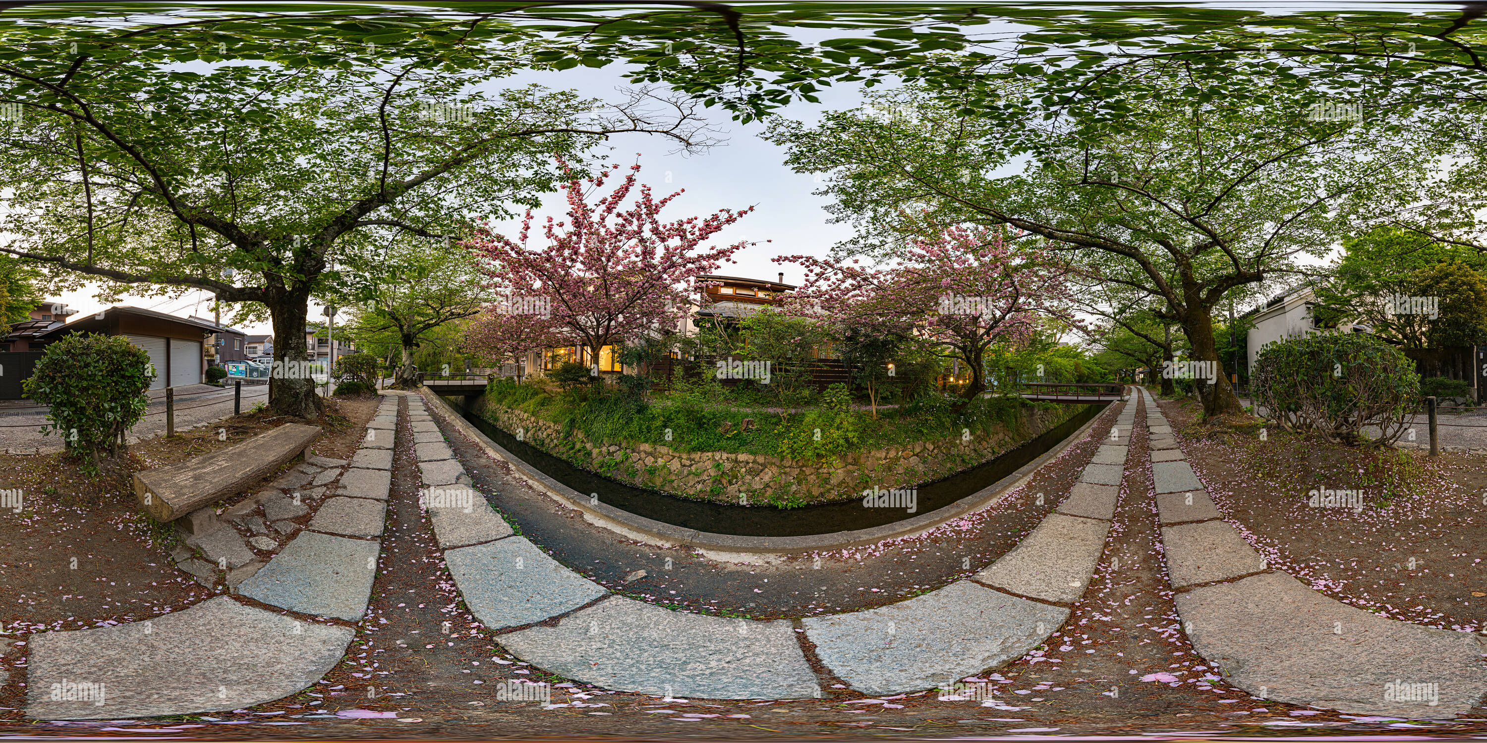 Vue panoramique à 360° de Cherry Blossom In Chemin de philosophe