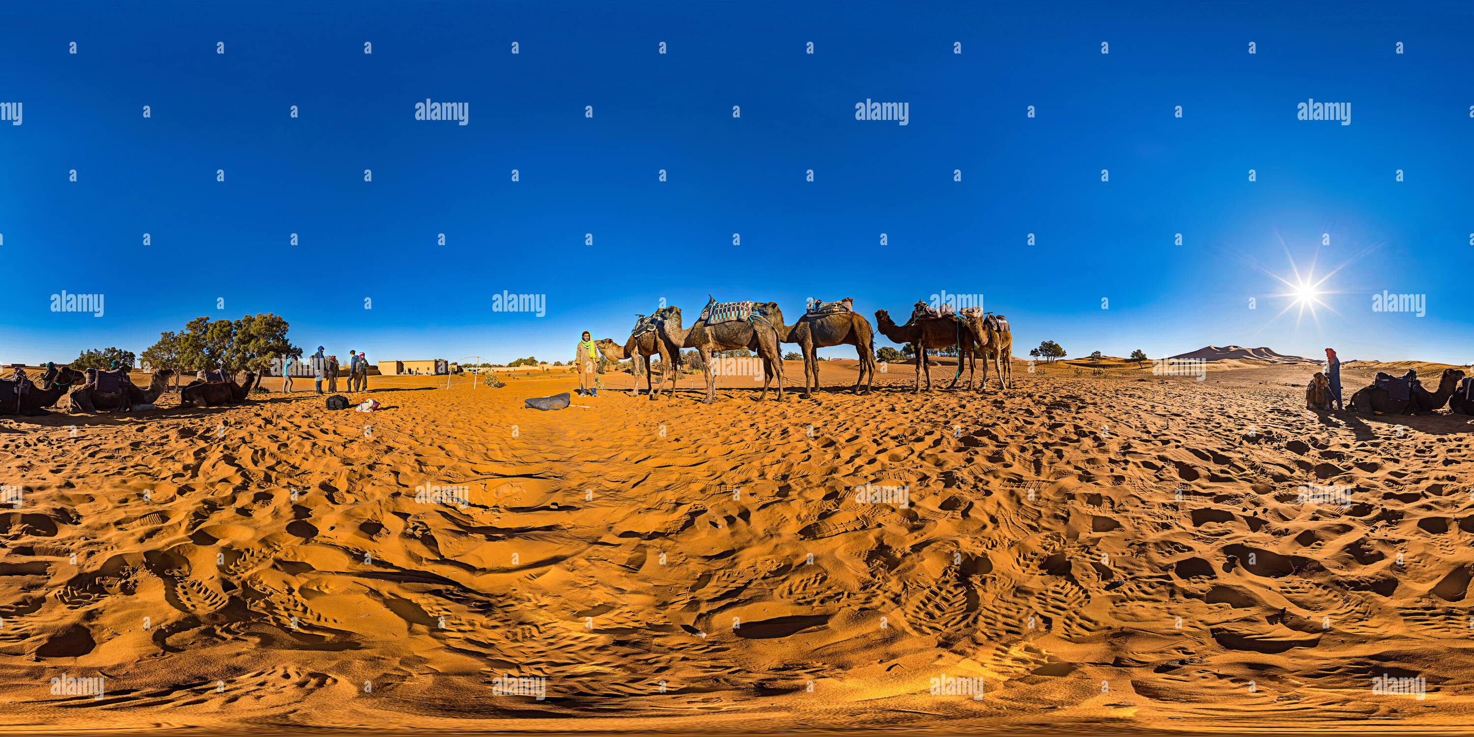 Vue panoramique à 360° de Des dromadaires dans le désert