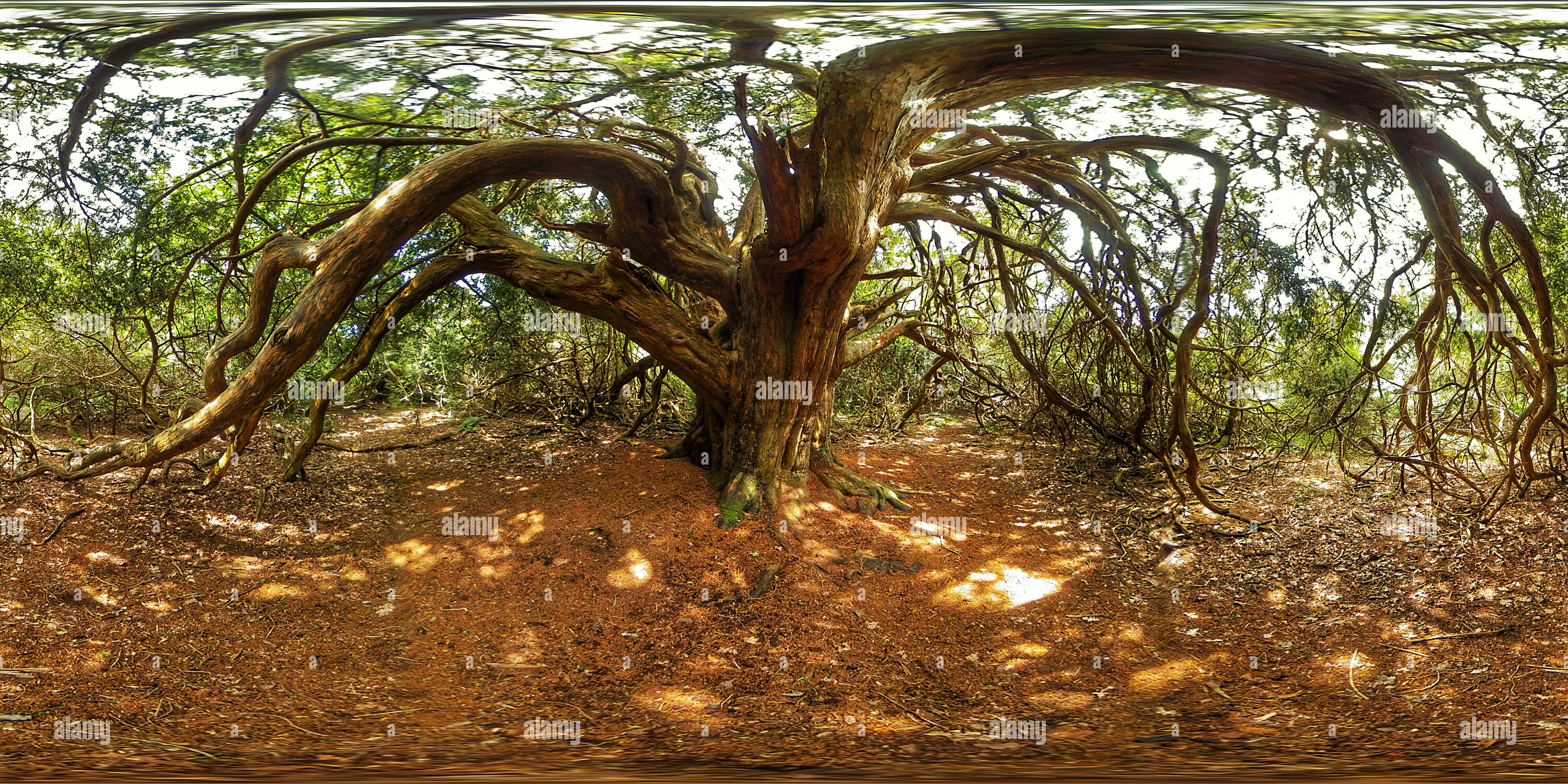 Vue panoramique à 360° de Kingley Vale National Nature Reserve