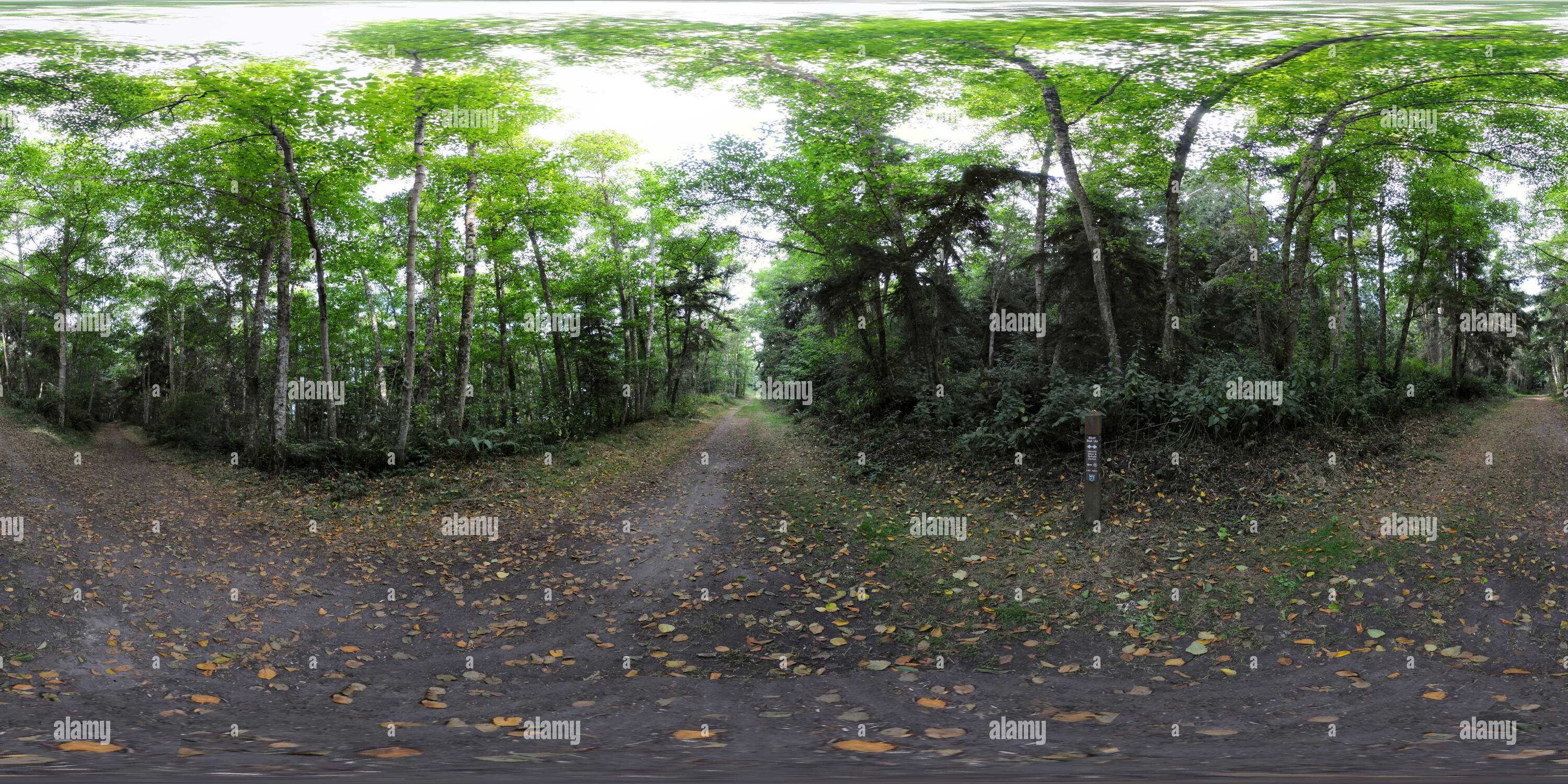 Vue panoramique à 360° de Sentier Bluff - Parc d'état de Fort Flagler, Washington