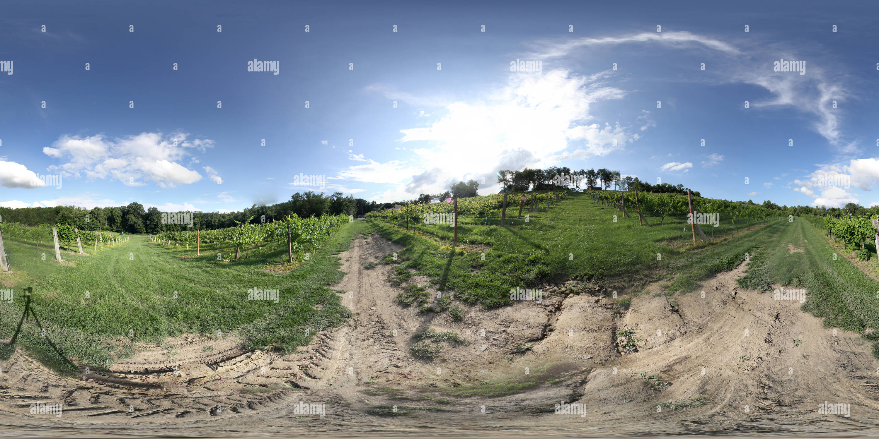 Vue panoramique à 360° de Repepi Vineyard