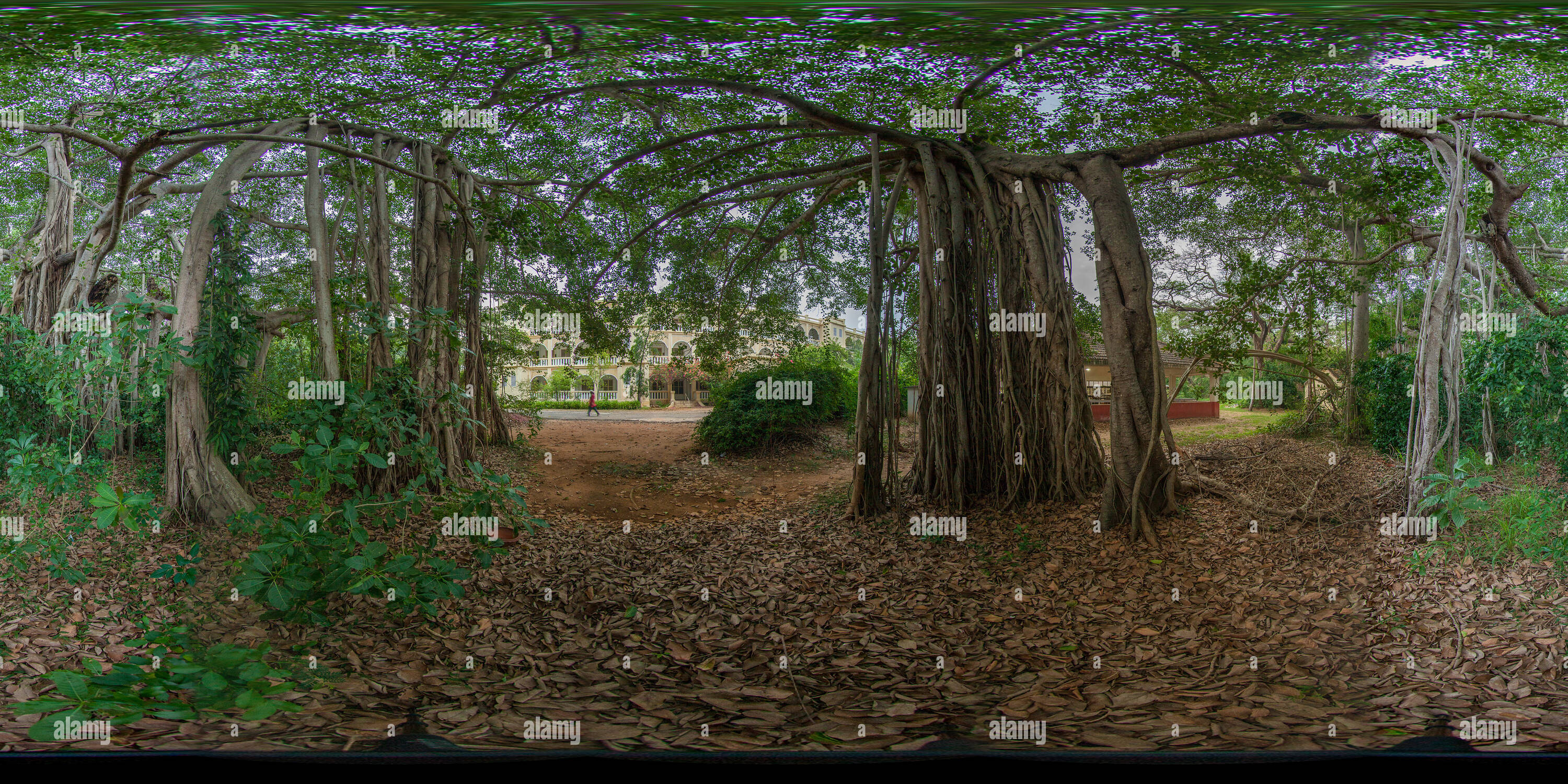 Vue panoramique à 360° de Banyan Tree à l'intérieur de la Société Théosophique de Adyar 02