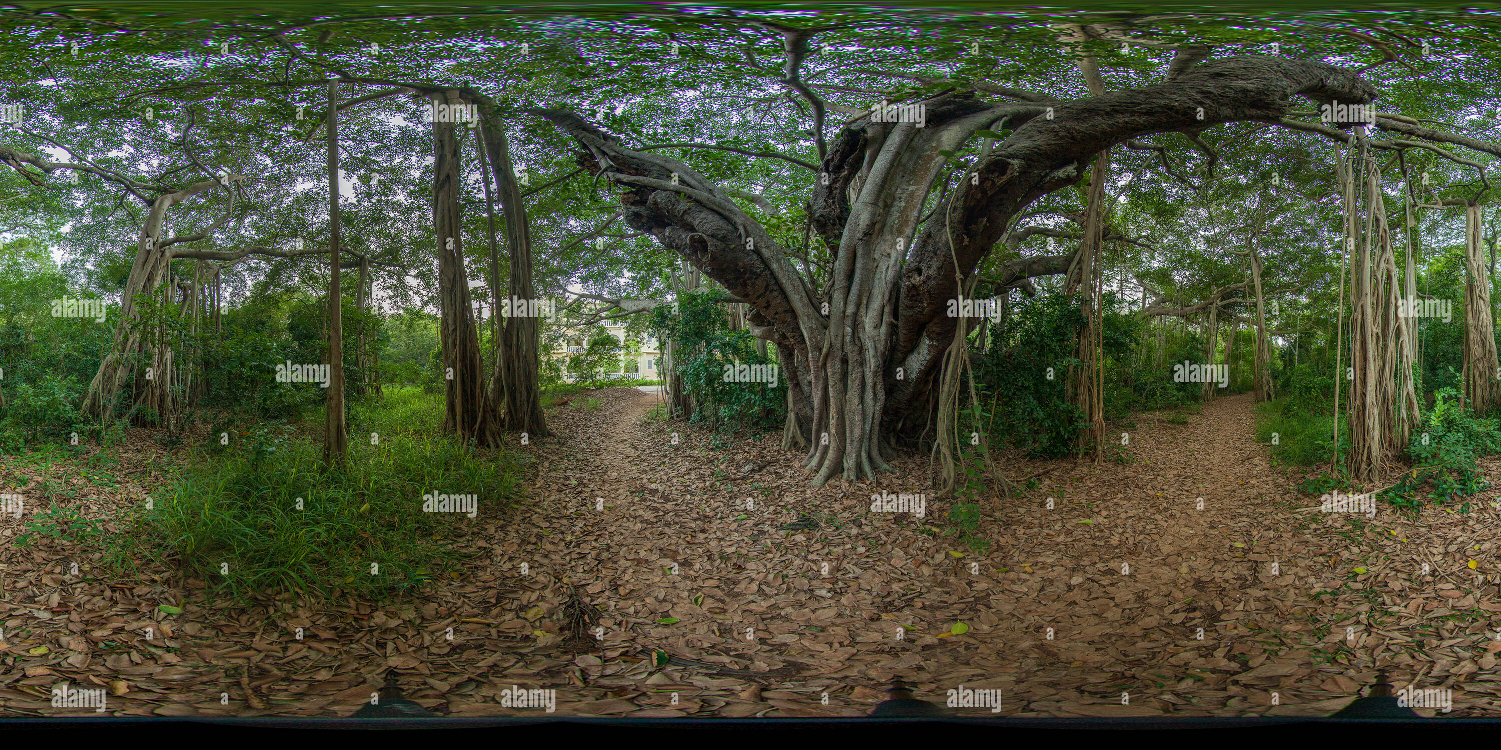 Vue panoramique à 360° de Banyan Tree à l'intérieur de la Société Théosophique de Adyar 03