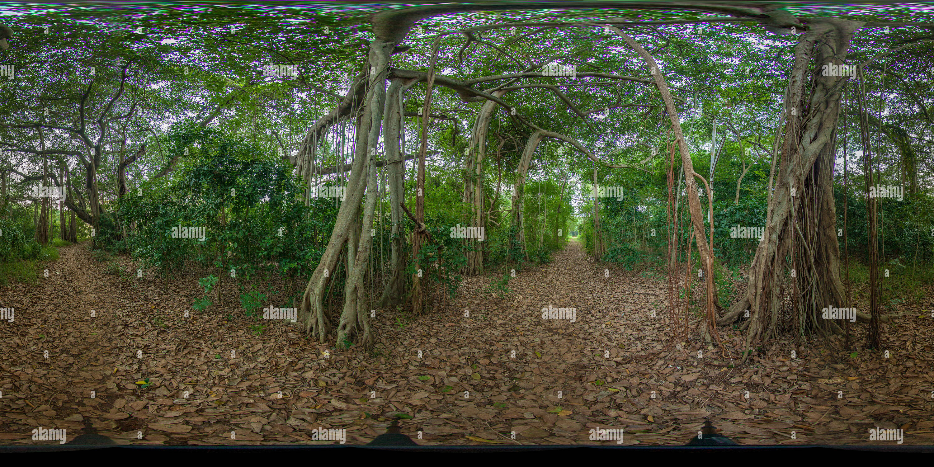 Vue panoramique à 360° de Banyan Tree à l'intérieur de la Société Théosophique de Adyar 04