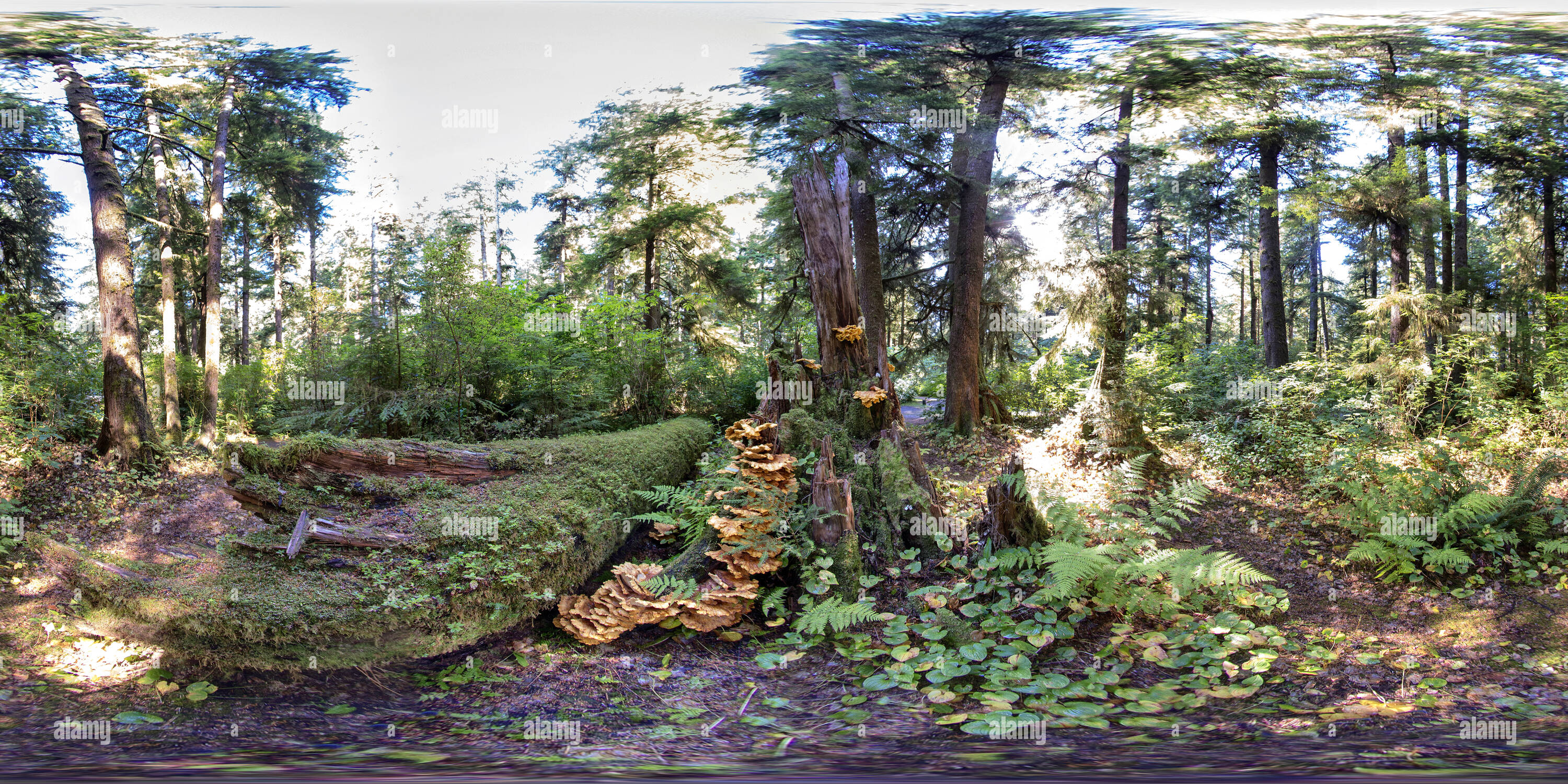 Vue panoramique à 360° de Poulet des bois Champignon (sulphureus) :