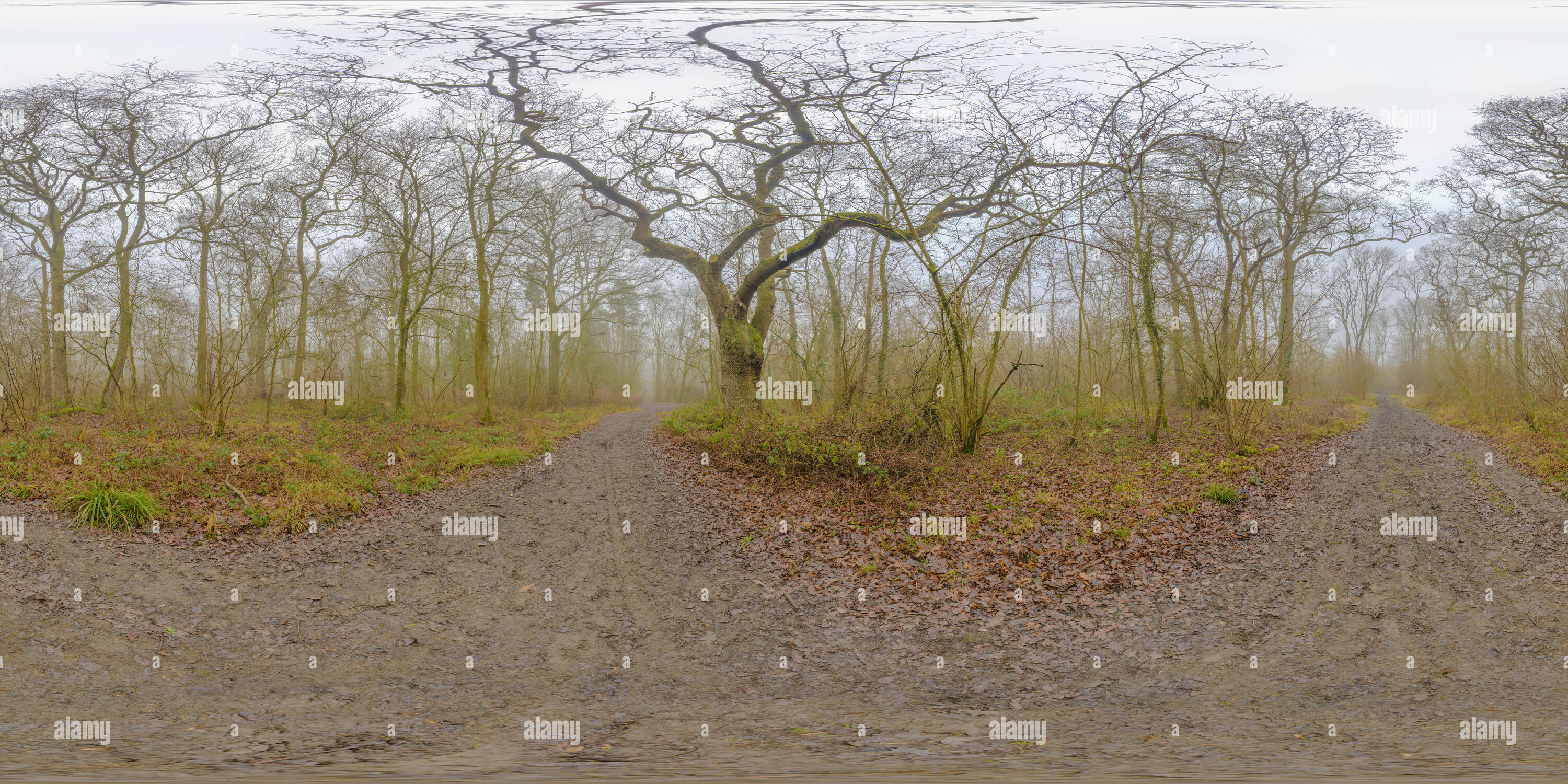 Vue panoramique à 360° de Les feuilles sur le sol lors d'une journée d'hiver brumeux dans un bois anglais médiéval datant de l'époque normande et autrefois utilisé pour la chasse et le bois.