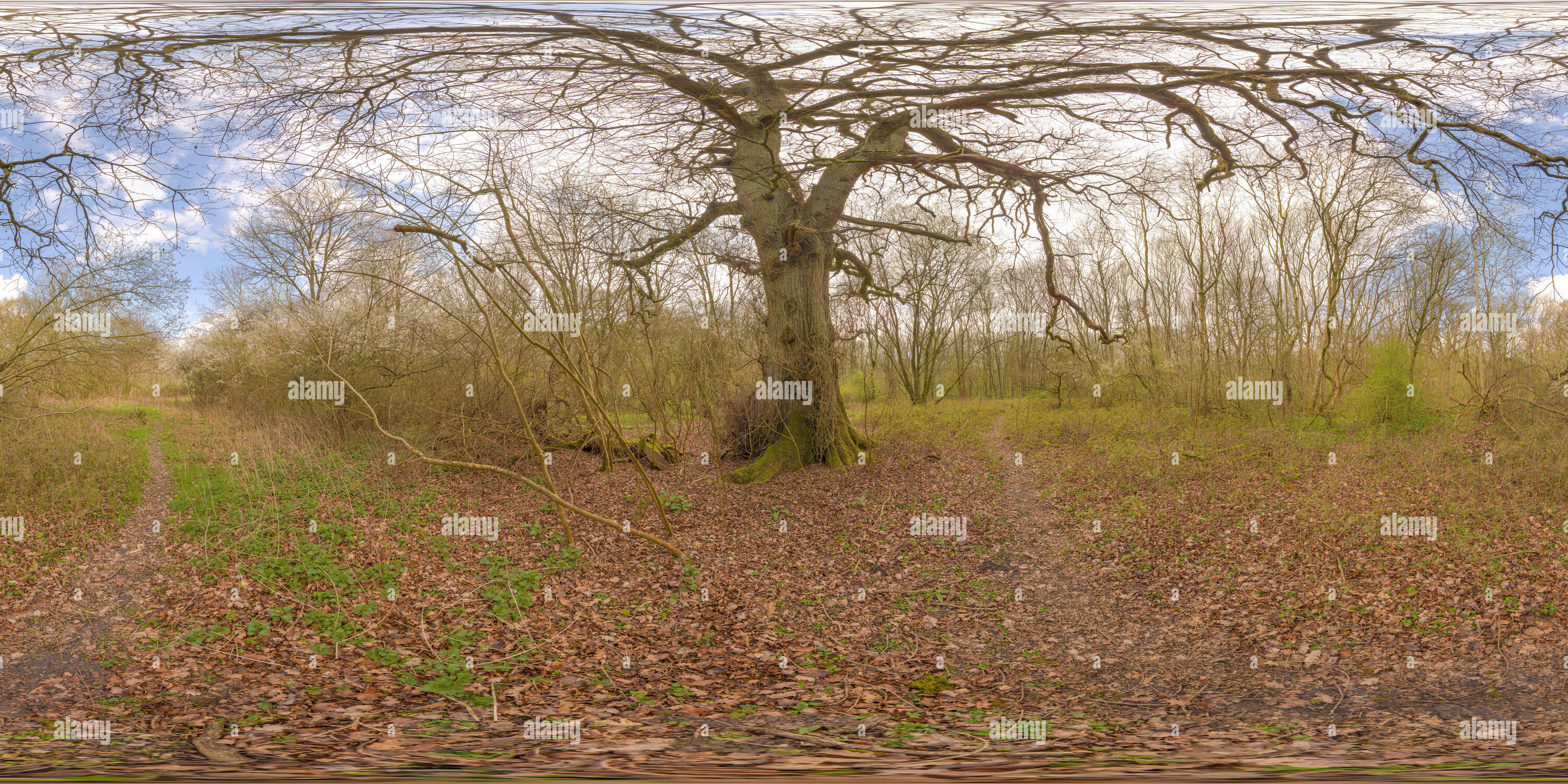 Vue panoramique à 360° de Au début du printemps dans un temps médiéval anglais woodland, ancien terrain de chasse royal pour les rois normands, bien que remontant à saxon fois.