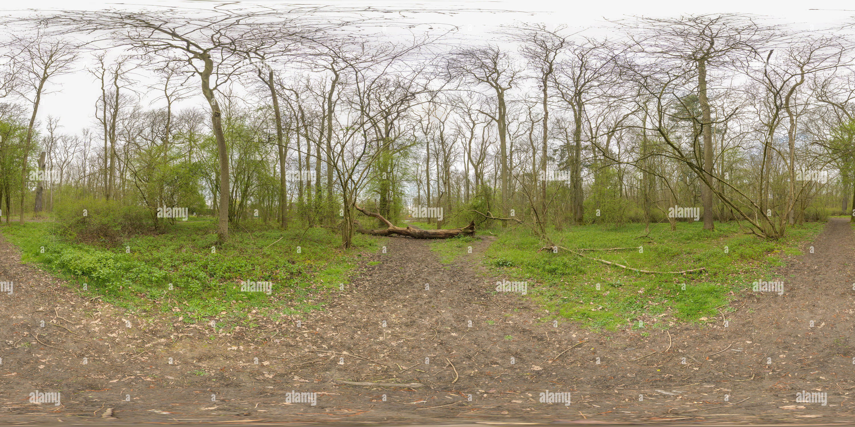 Vue panoramique à 360° de Au début du printemps dans un temps médiéval anglais woodland, ancien terrain de chasse royal pour les rois normands, bien que remontant à saxon fois.