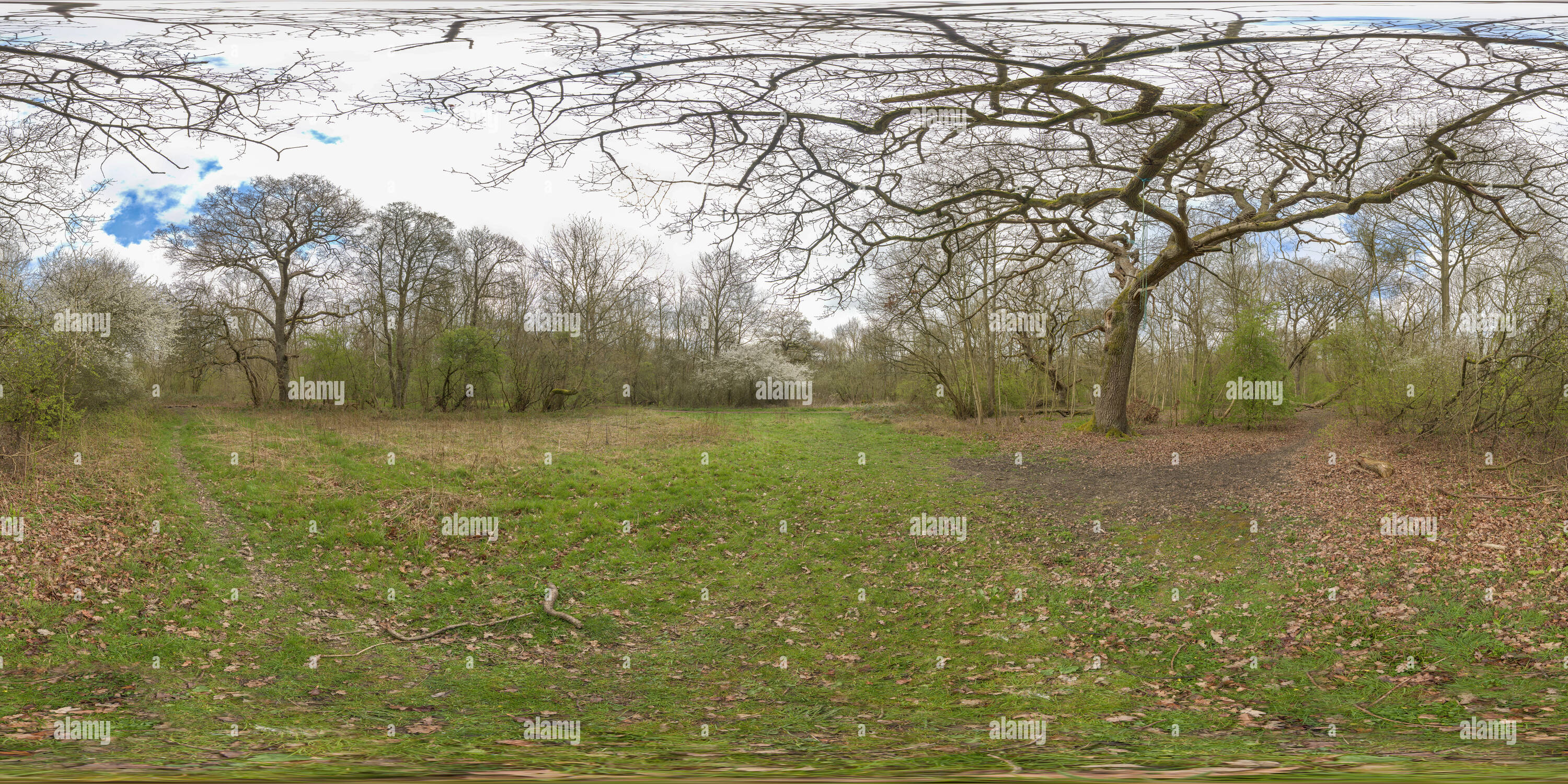 Vue panoramique à 360° de Au début du printemps dans un temps médiéval anglais woodland, ancien terrain de chasse royal pour les rois normands, bien que remontant à saxon fois.