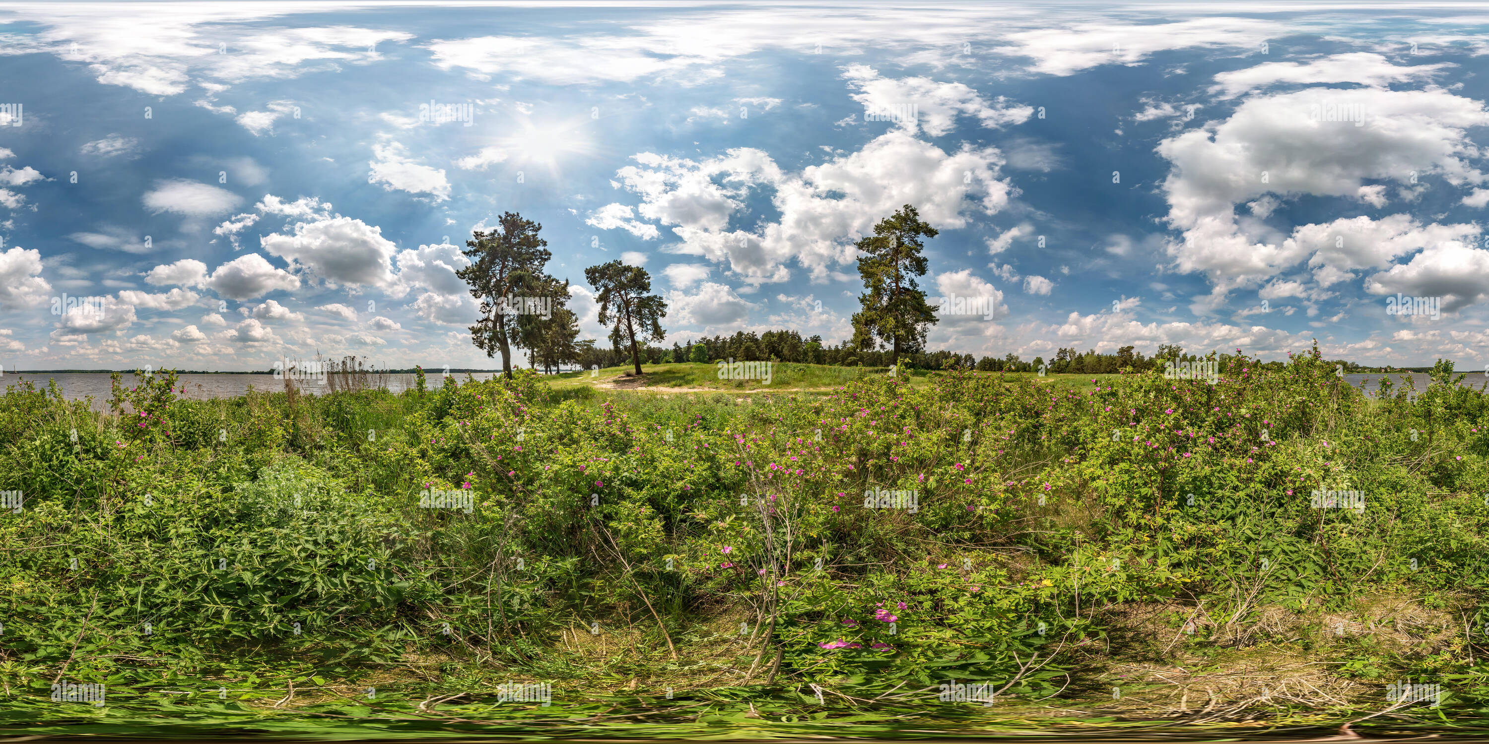 Visualizzazione panoramica a 360 gradi di Piena sferica perfetta hdri panorama a 360 gradi angolo di vista sull'erba costa del grande lago o fiume nel cane cespugli di rose e ventoso con molto bello