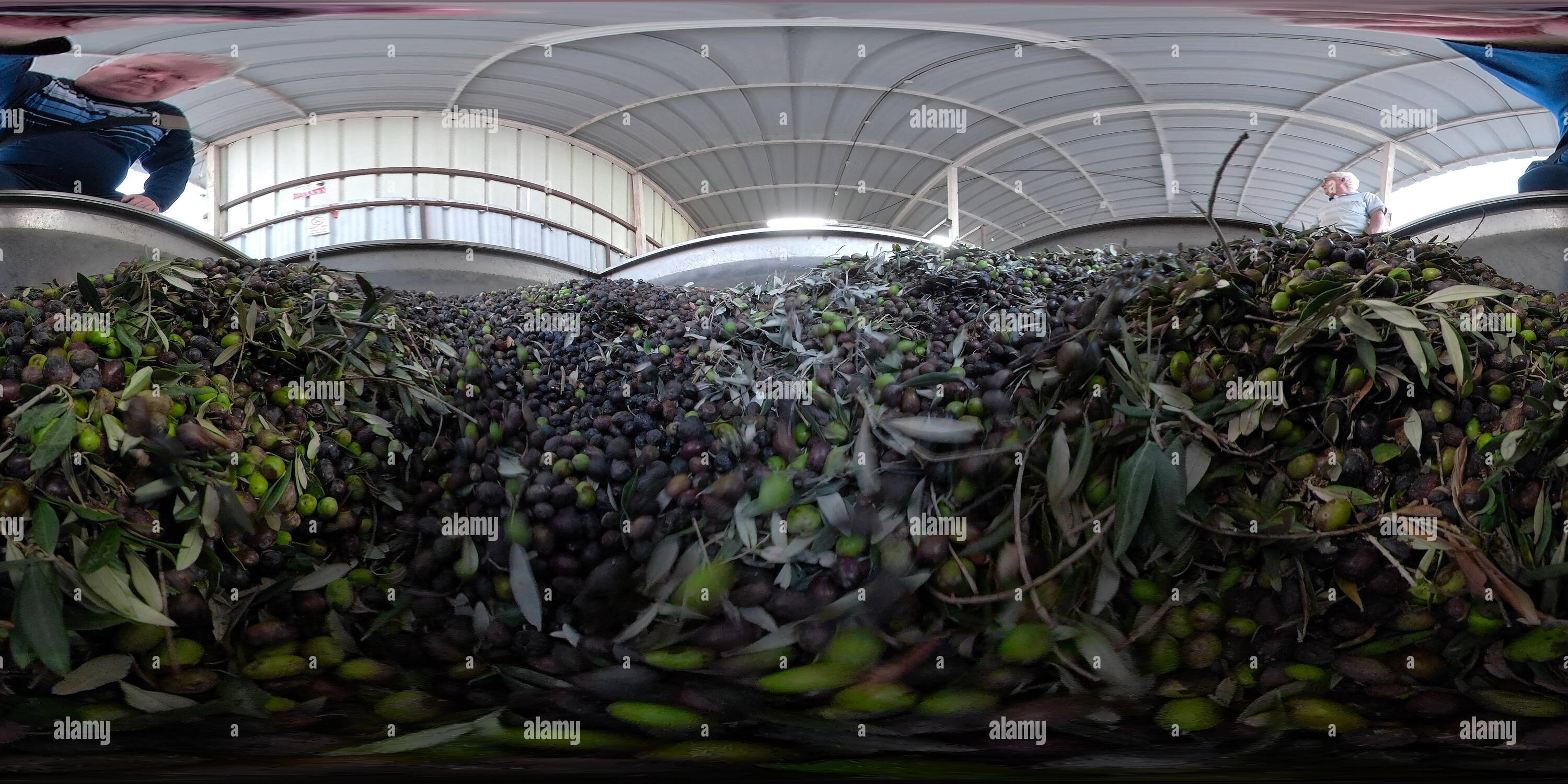 Visualizzazione panoramica a 360 gradi di La lavorazione dell'olio d'oliva, le olive trasportati in un luogo dove verranno lavati, frantumato, premuto e imbottigliato. 360VR panorama foto