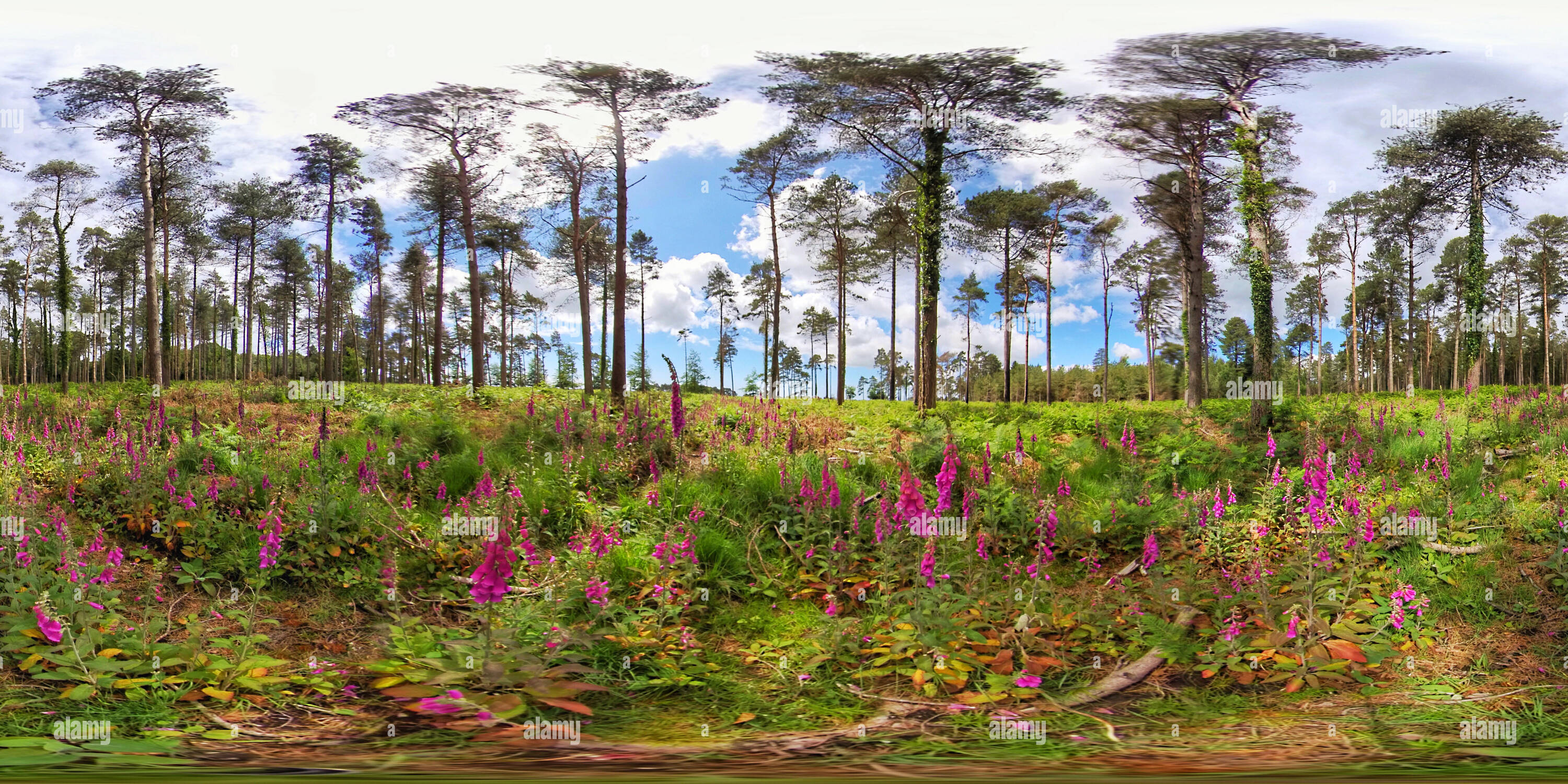 Visualizzazione panoramica a 360 gradi di Fiori di guanto sotto pini nel Parco Nazionale della New Forest (360VR)