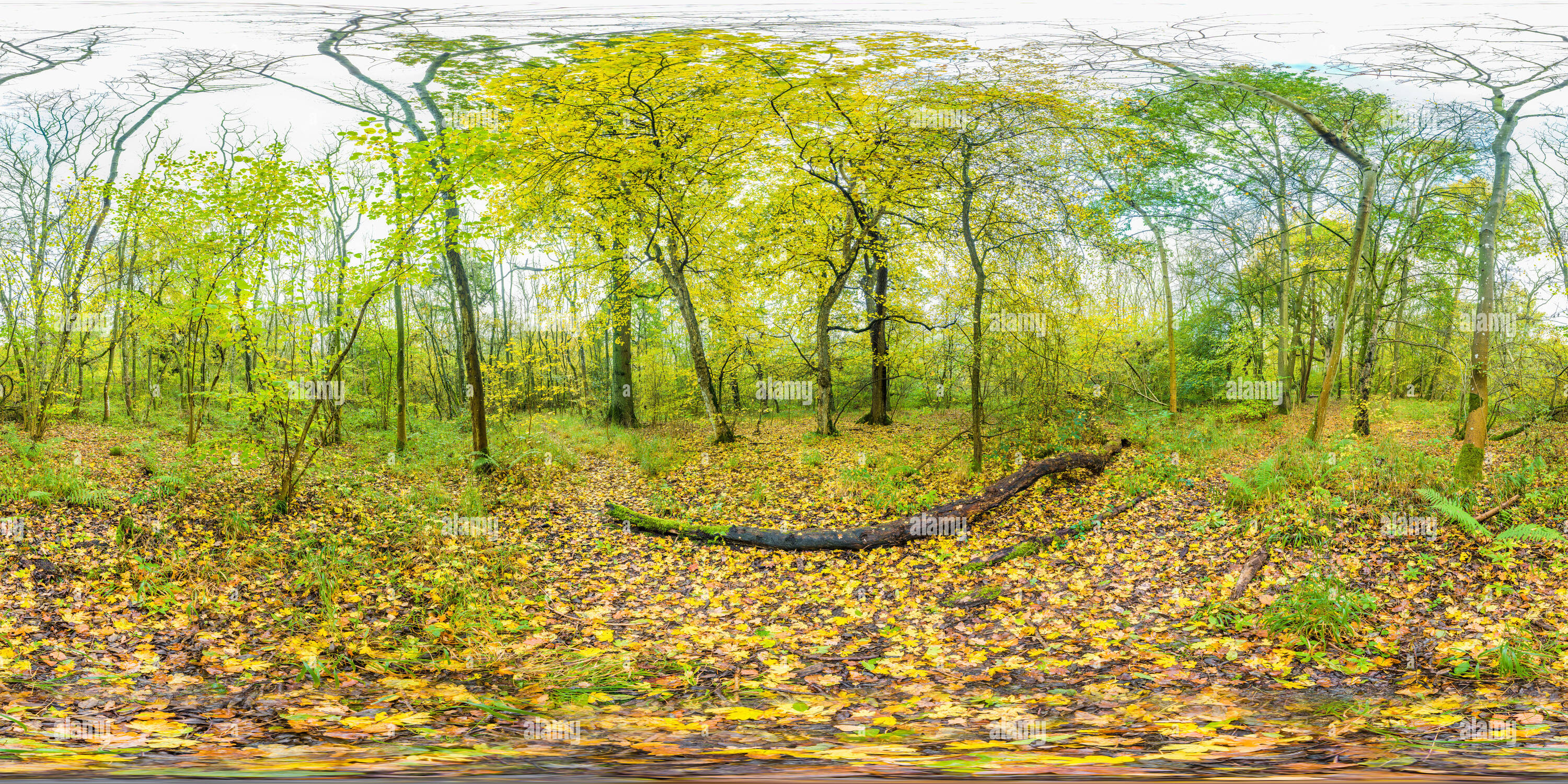 Visualizzazione panoramica a 360 gradi di Colori autunnali in un inglese locale riserva naturale (LNR) bosco.