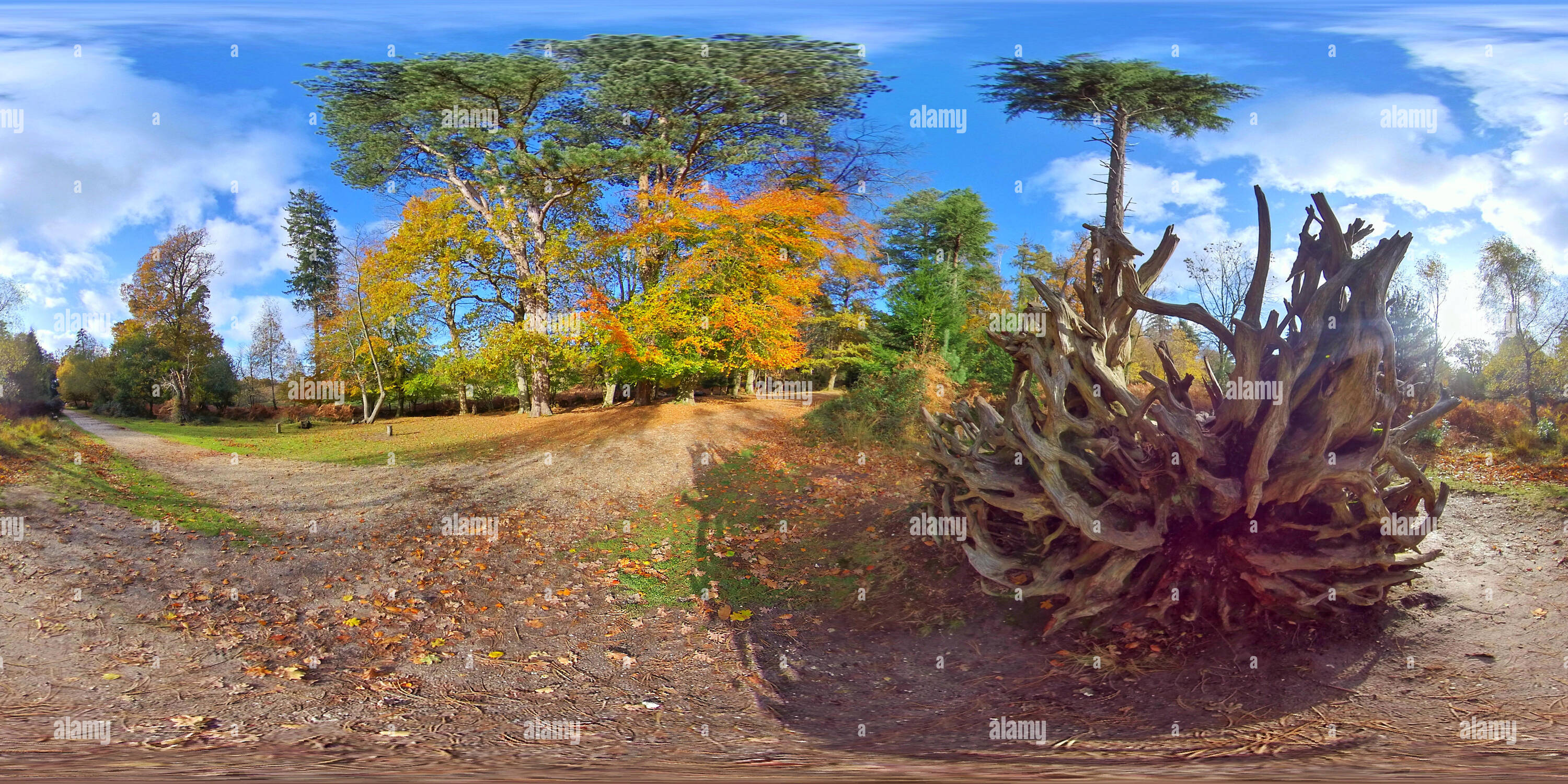 Visualizzazione panoramica a 360 gradi di Radici di alberi intrecciati nel nuovo Parco Nazionale della Foresta di Bolderwood (360VR)