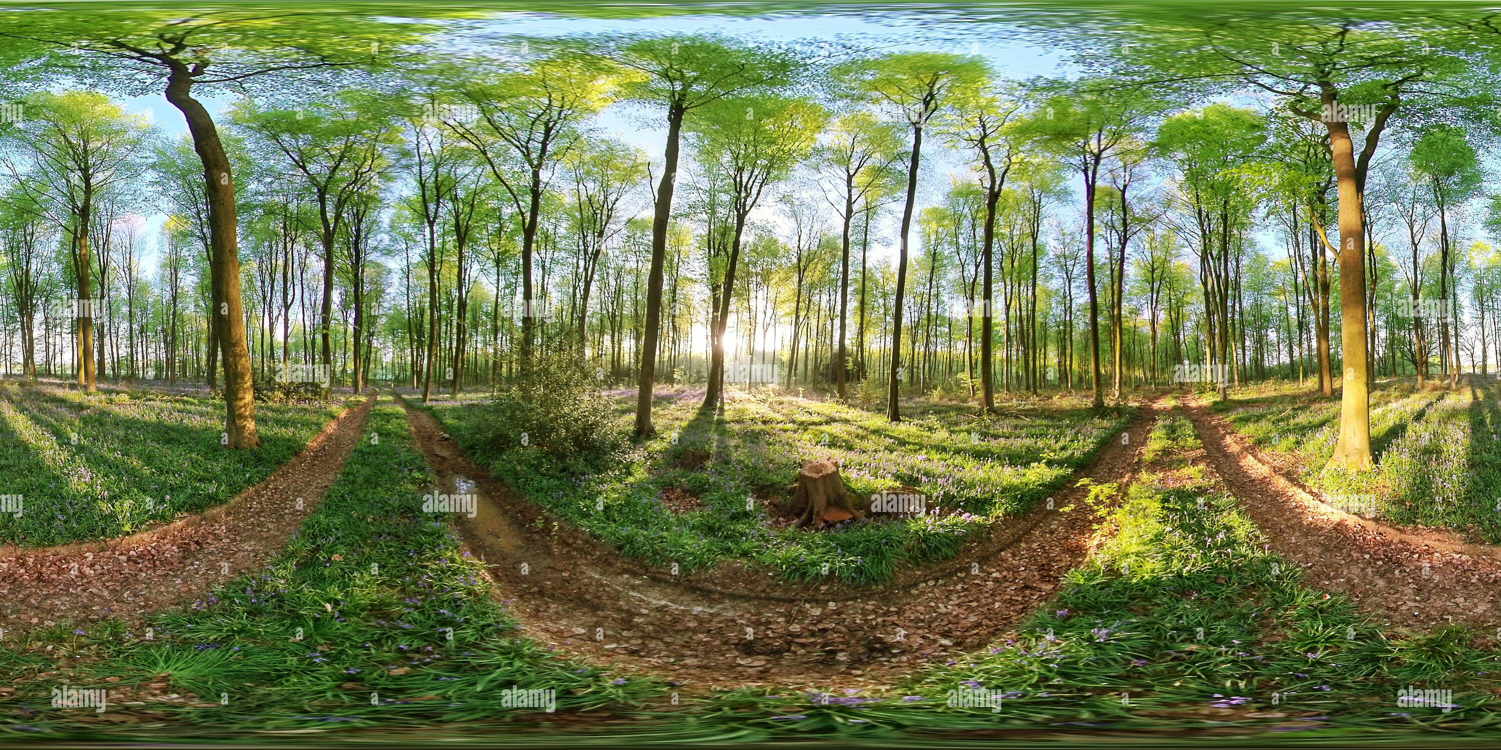 Visualizzazione panoramica a 360 gradi di Bluebells sotto faggi a Micheldever boschi vicino a Winchester, Hampshire.