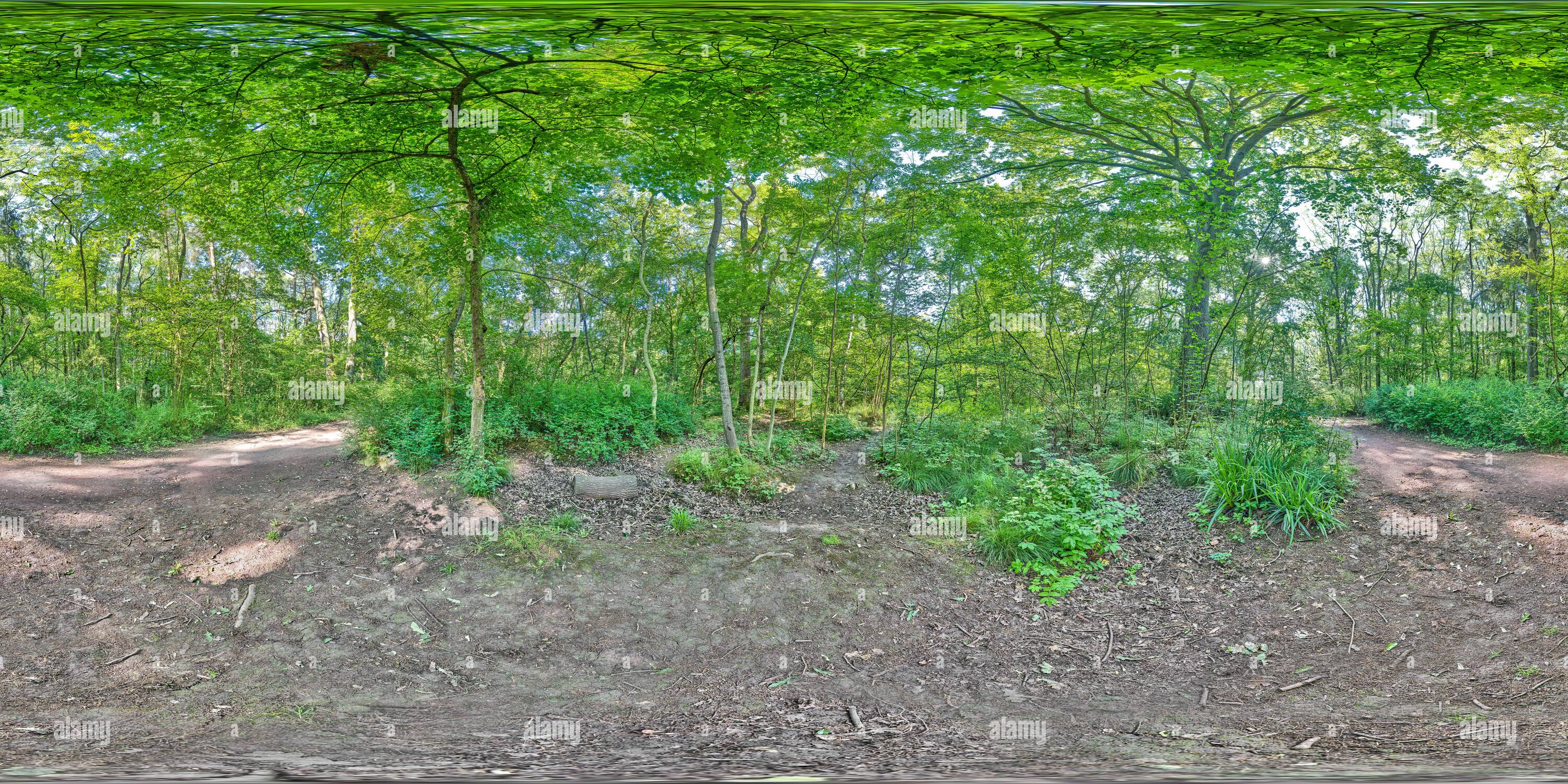 Visualizzazione panoramica a 360 gradi di Sradura in un bosco antico (residuo della foresta di Rockingham), ora una riserva naturale locale (LNR) a King's Wood, Corby, Northamptonshire, Inghilterra.