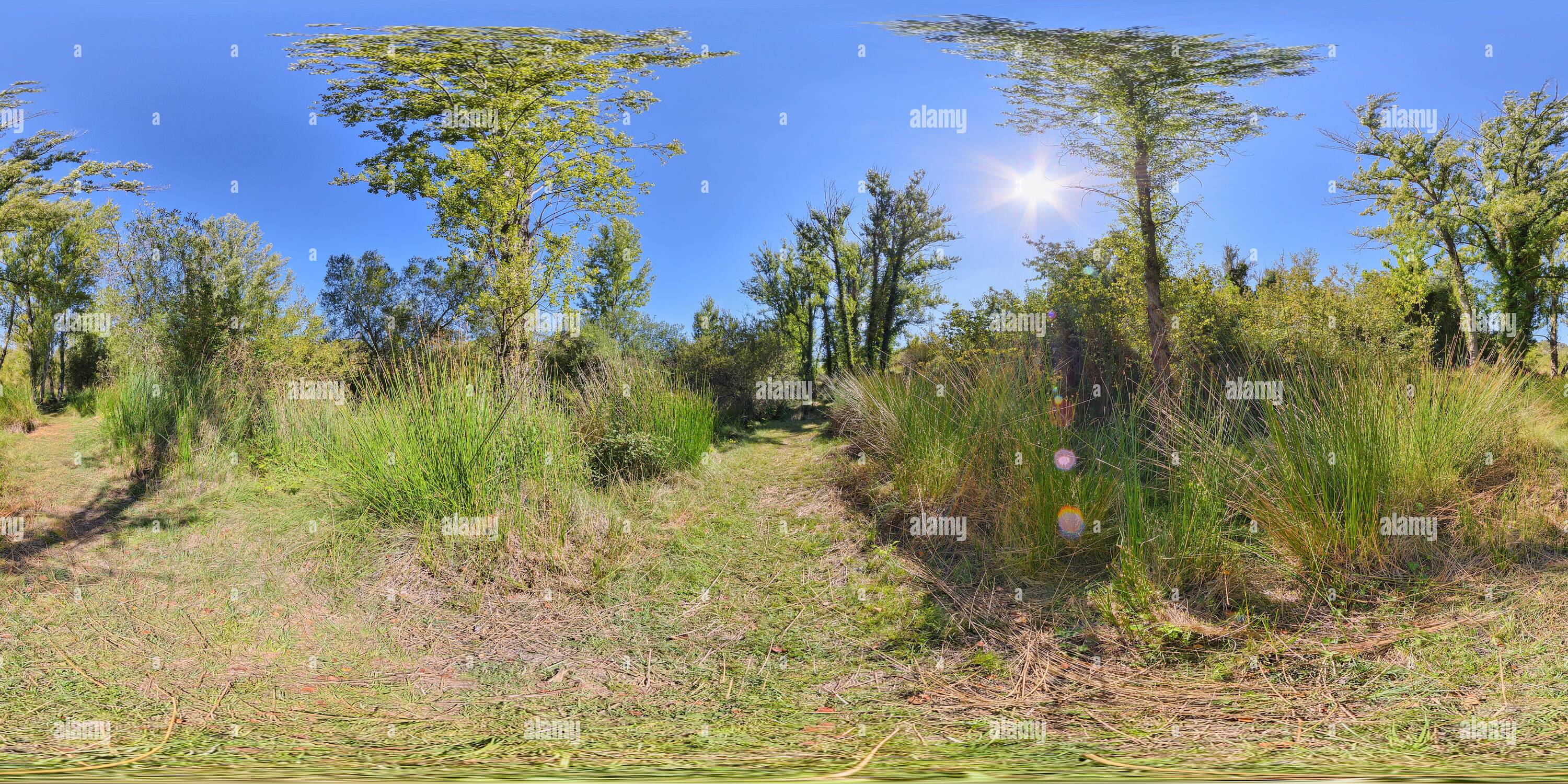 Visualizzazione panoramica a 360 gradi di 360 panorama di sentiero nella natura tra cespugli e alberi in una soleggiata giornata estiva. Concetto di escursionismo