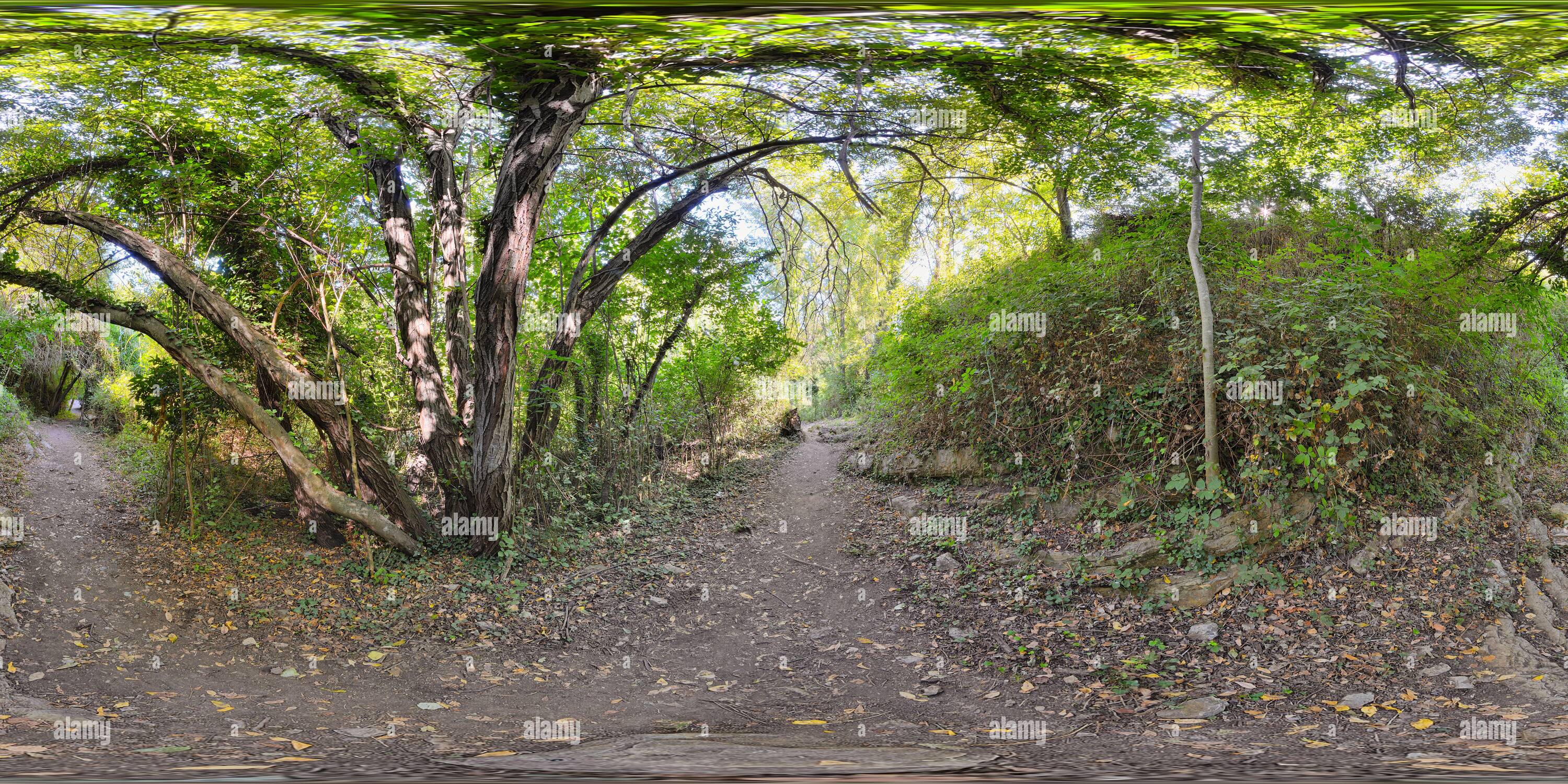 Visualizzazione panoramica a 360 gradi di 360 panorama di sentiero nella natura tra cespugli e alberi in una soleggiata giornata estiva. Concetto di escursionismo