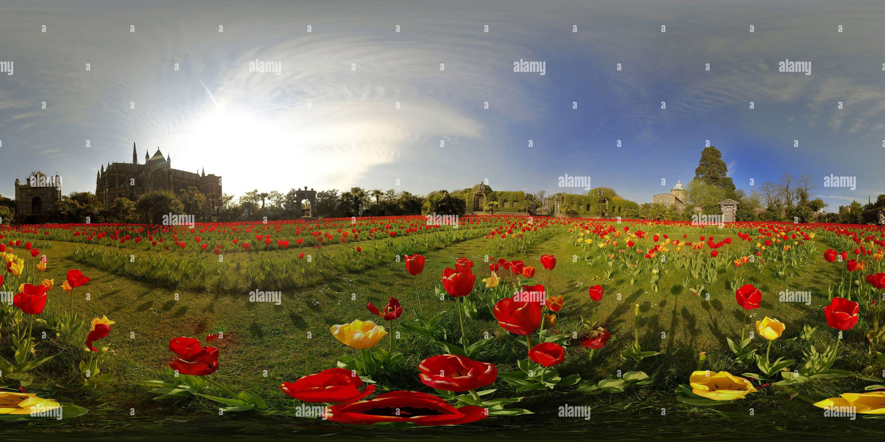 Visualizzazione panoramica a 360 gradi di Sole in prima serata sugli splendidi tulipani nel Giardino del Conte al Castello di Arundel nel Sussex occidentale. Foto del Copyright : © Mark Pain / ALAMY