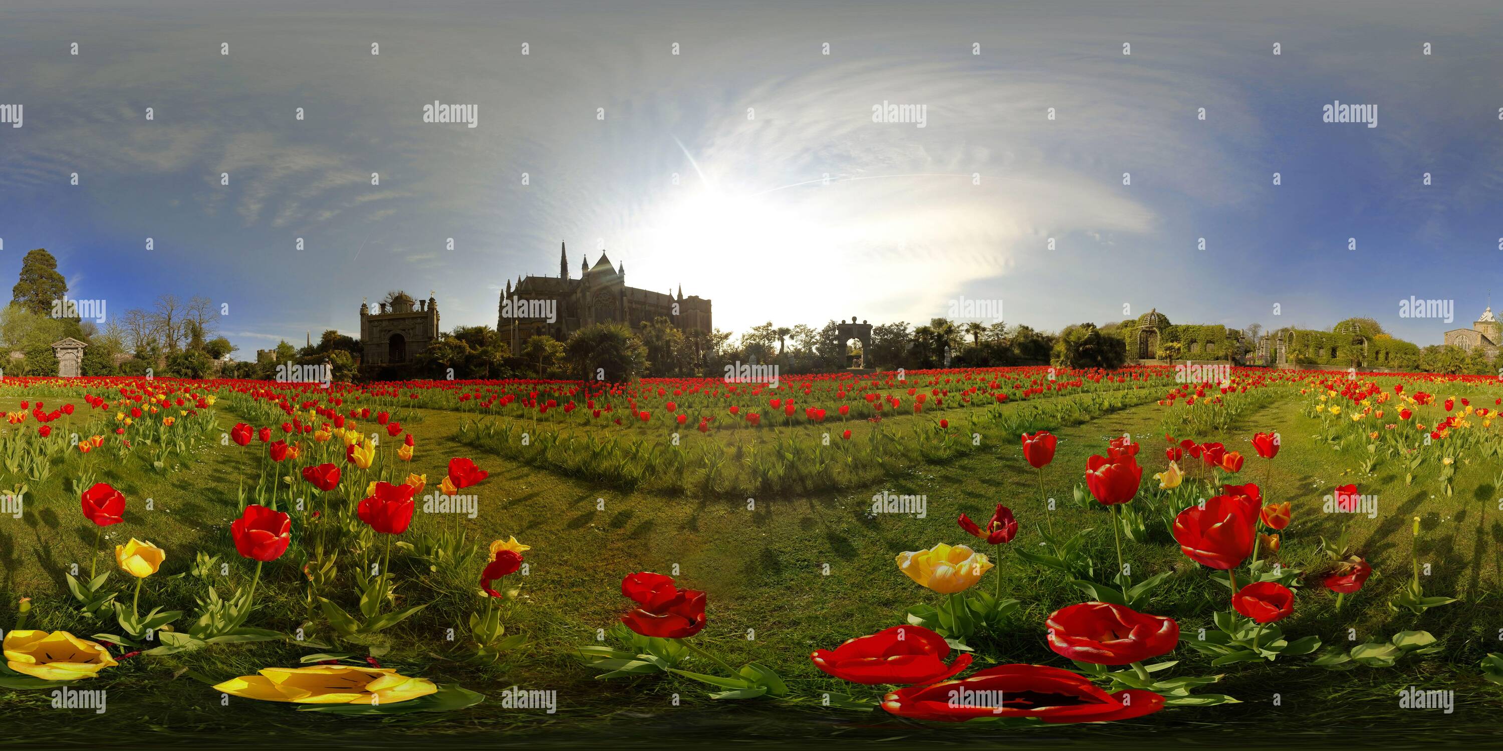 Visualizzazione panoramica a 360 gradi di Sole in prima serata sugli splendidi tulipani nel Giardino del Conte al Castello di Arundel nel Sussex occidentale. Foto del Copyright : © Mark Pain / ALAMY