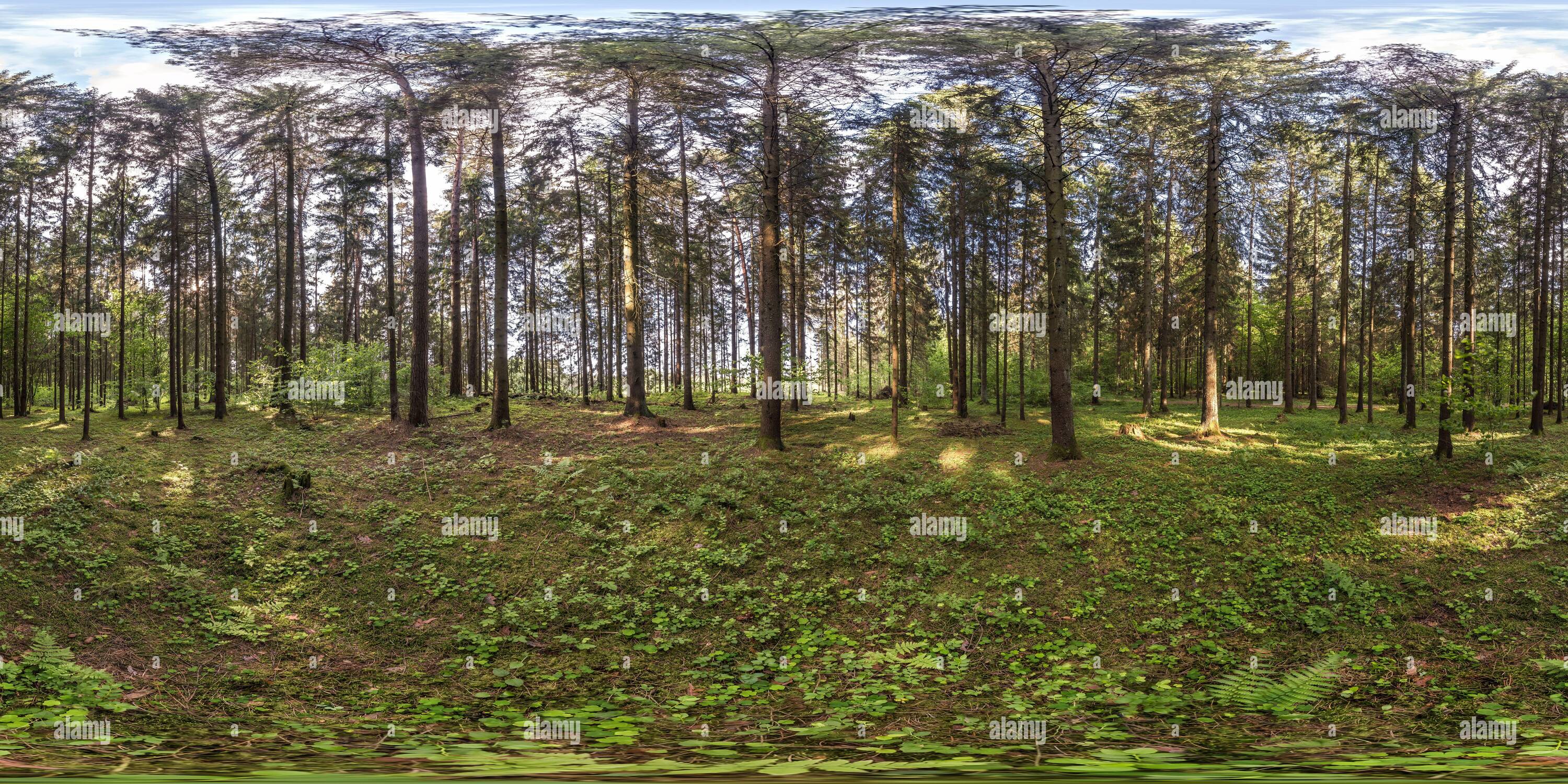 Visualizzazione panoramica a 360 gradi di panoramica hdri completamente sferica con angolo di 360 gradi nella foresta di raffinerie in proiezione equirettangolare. Contenuti VR AR,